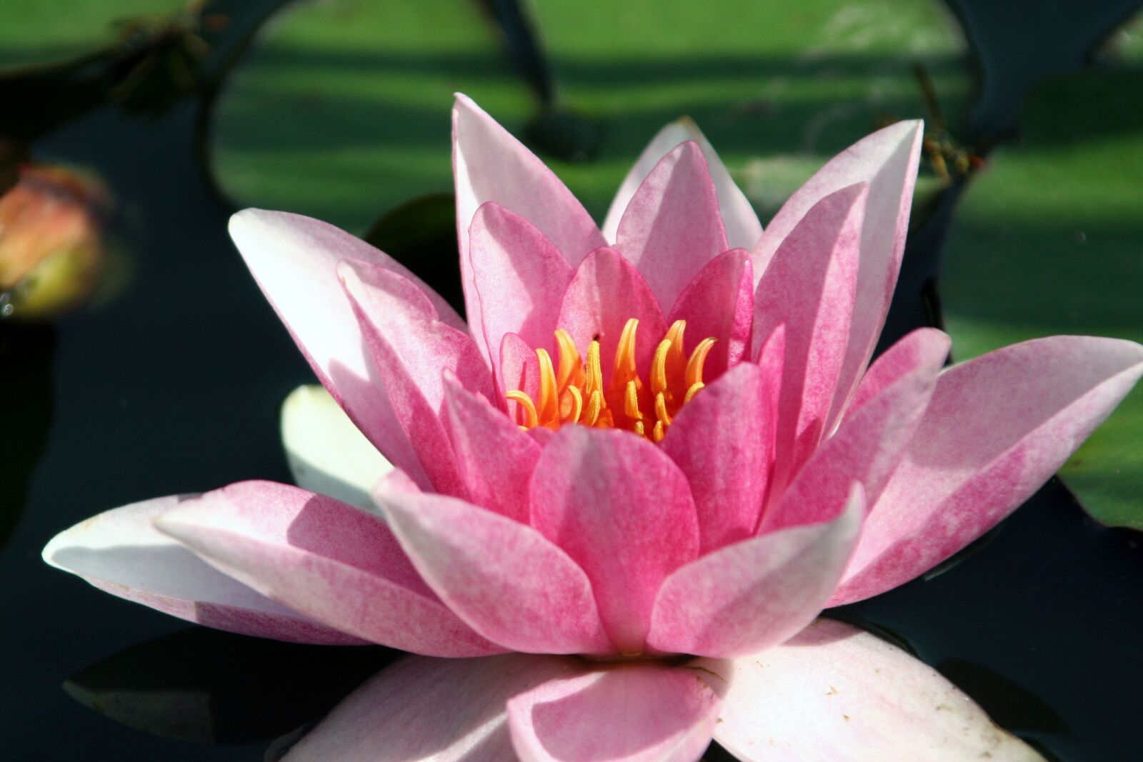 Canon EOS 350D (EOS Digital Rebel XT / EOS Kiss Digital N) sample photo. Water lily, flower, pink photography