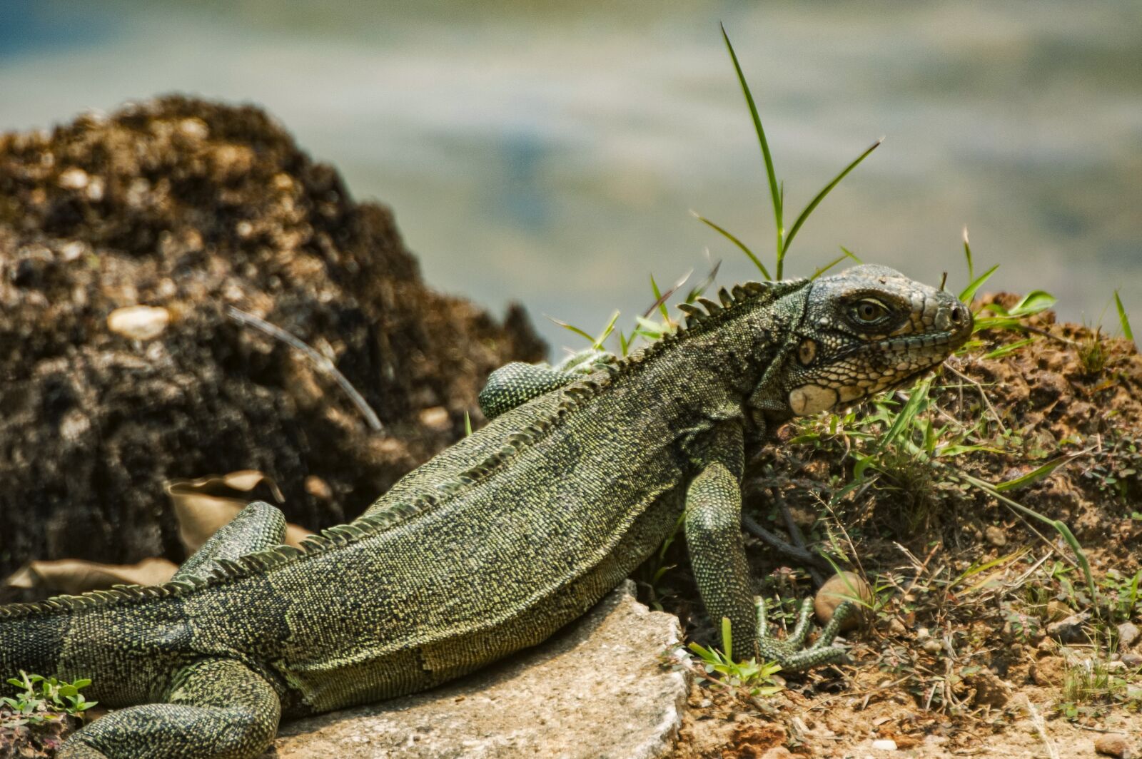 Nikon D70 sample photo. Iguana, reptiles, nature photography