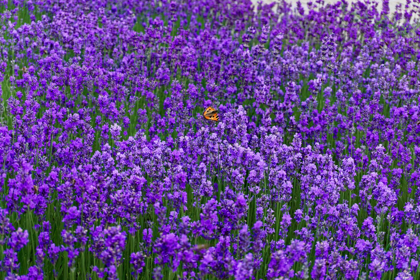 Sony a6000 sample photo. Lavender, purple, flowers photography
