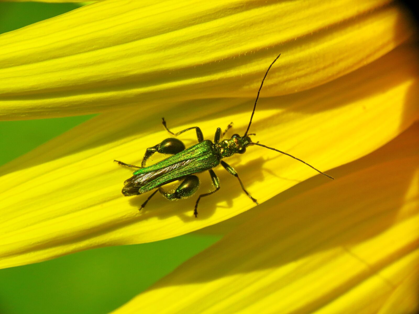 Canon PowerShot SX40 HS sample photo. Beetle, insect, green photography