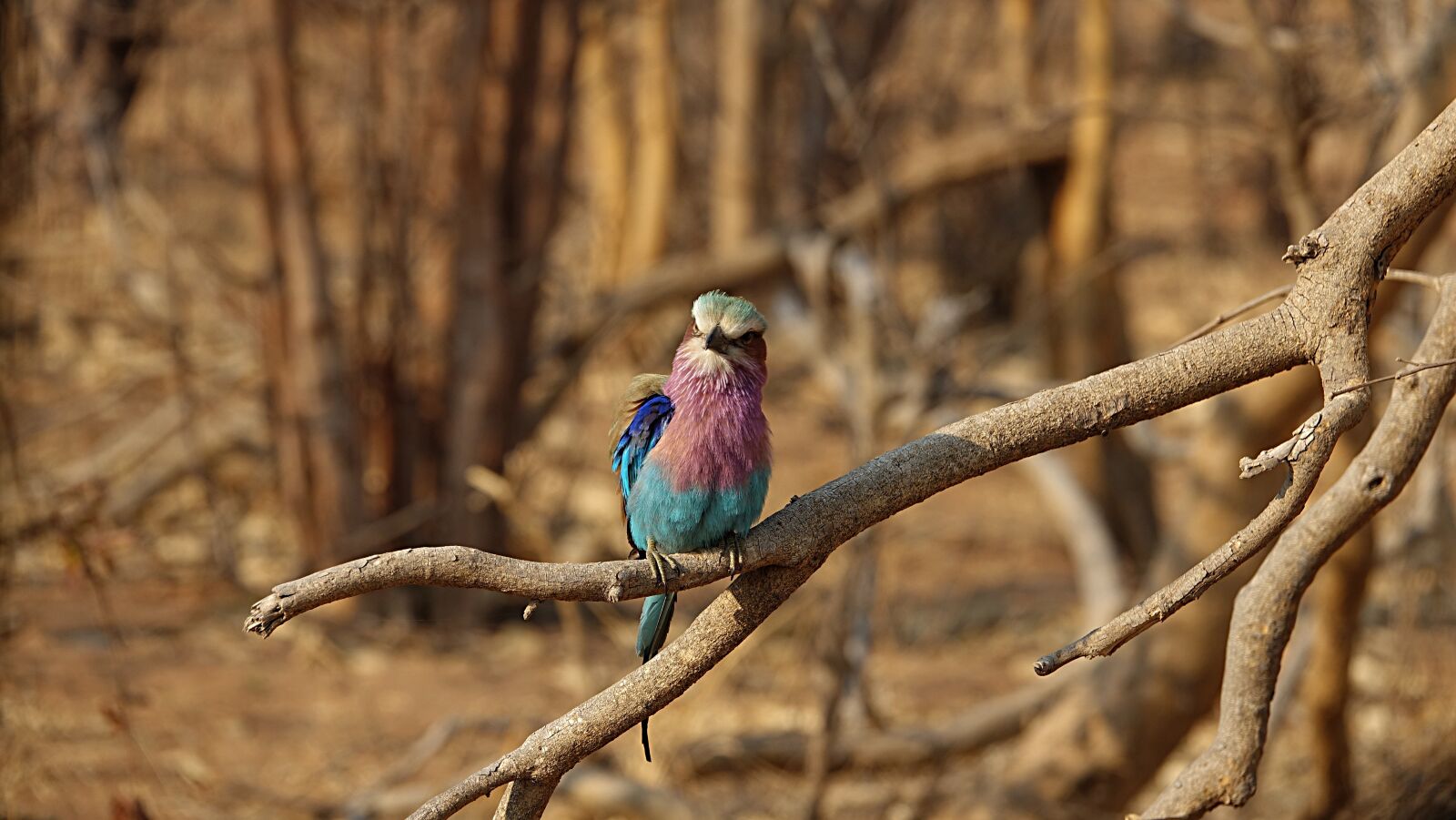 Sony Cyber-shot DSC-RX10 III sample photo. Forked roller, bird, africa photography