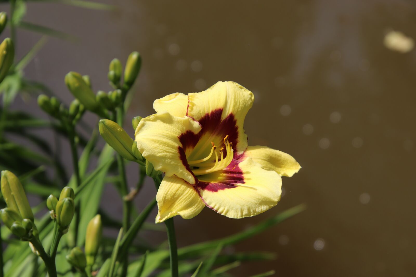 Canon EOS 800D (EOS Rebel T7i / EOS Kiss X9i) sample photo. Daylilies, plants bulbous, flowers photography