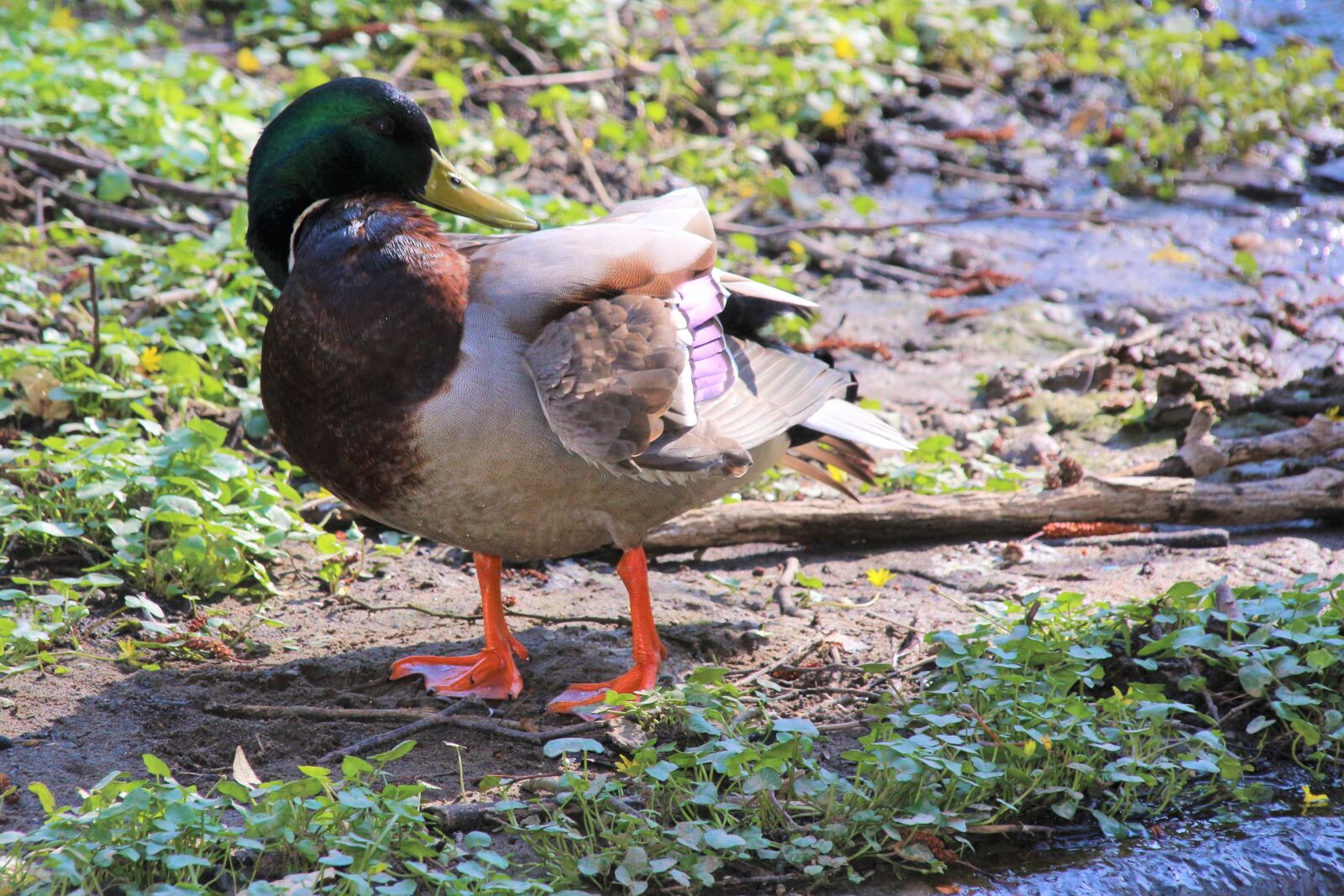 Canon EOS 700D (EOS Rebel T5i / EOS Kiss X7i) sample photo. Duck, water, bird photography