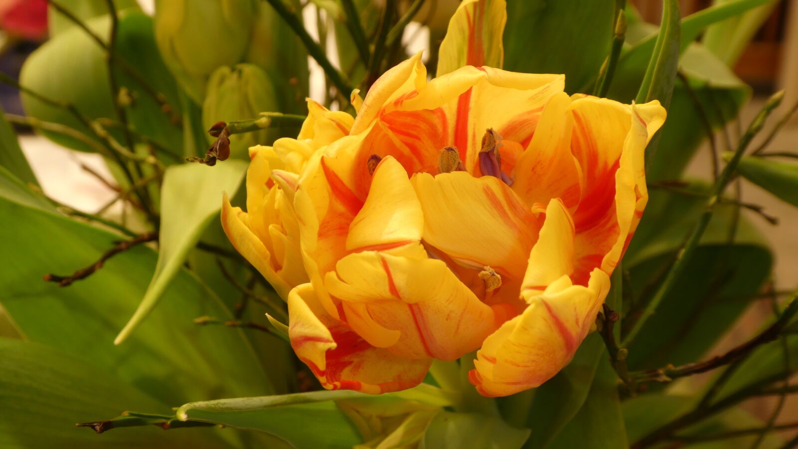 Panasonic DMC-TZ81 sample photo. Tulip, flower, filled photography