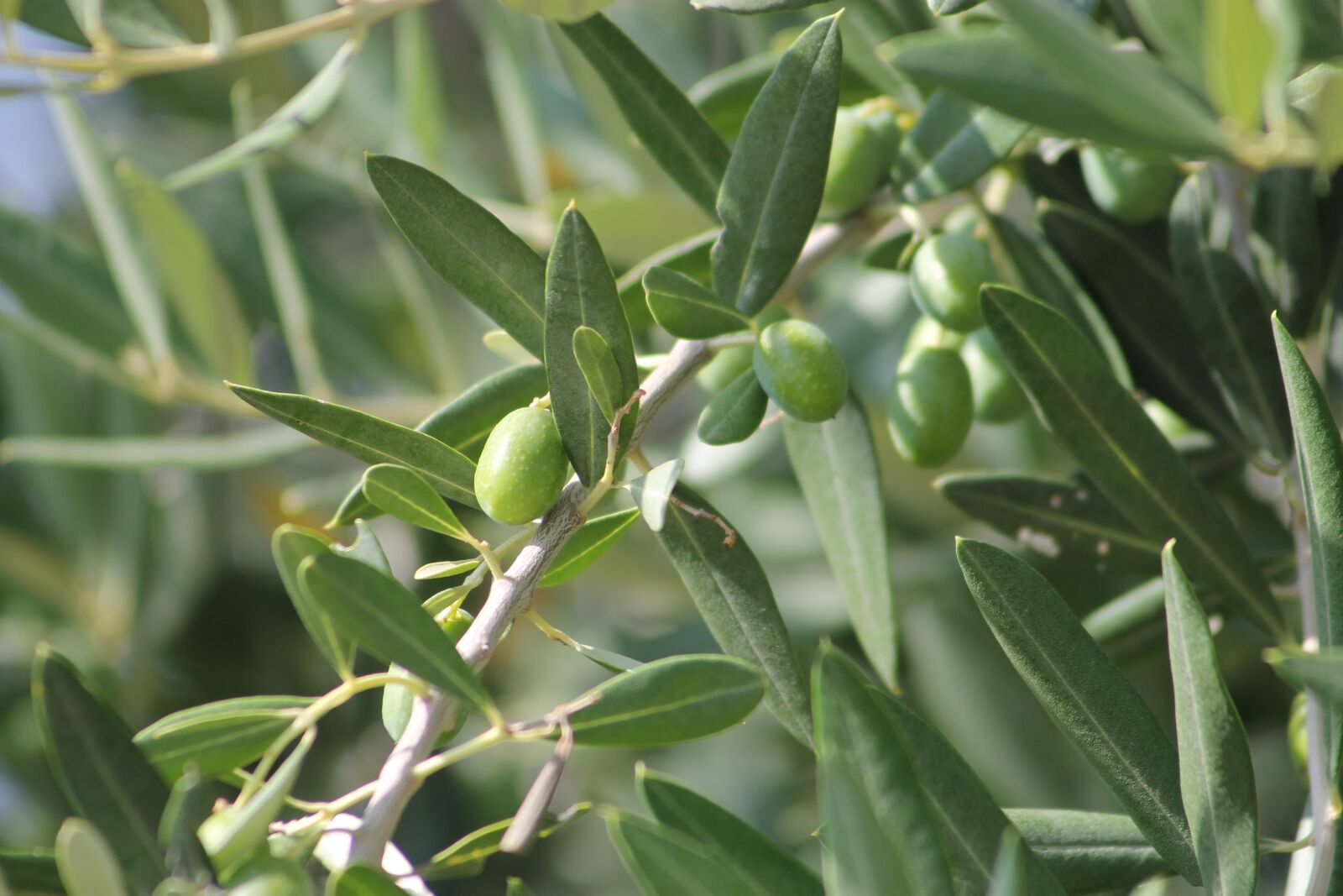 Canon EF 55-200mm F4.5-5.6 II USM sample photo. Olive, olives, plant photography