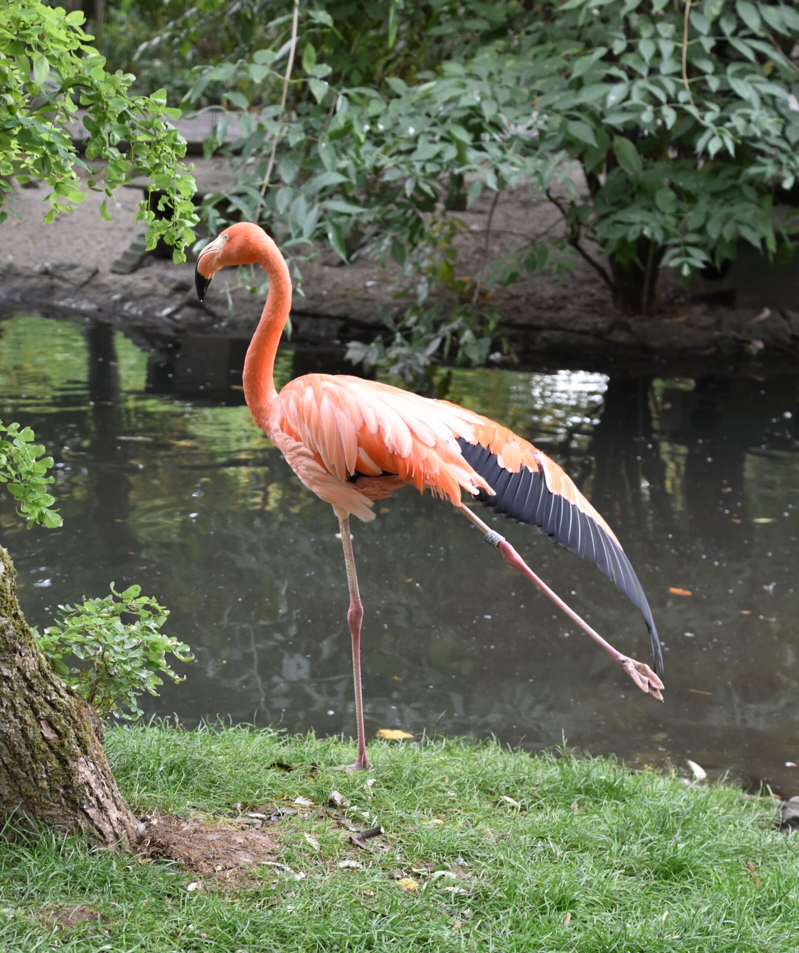 Nikon D5600 sample photo. Bird, flamingo, pink photography