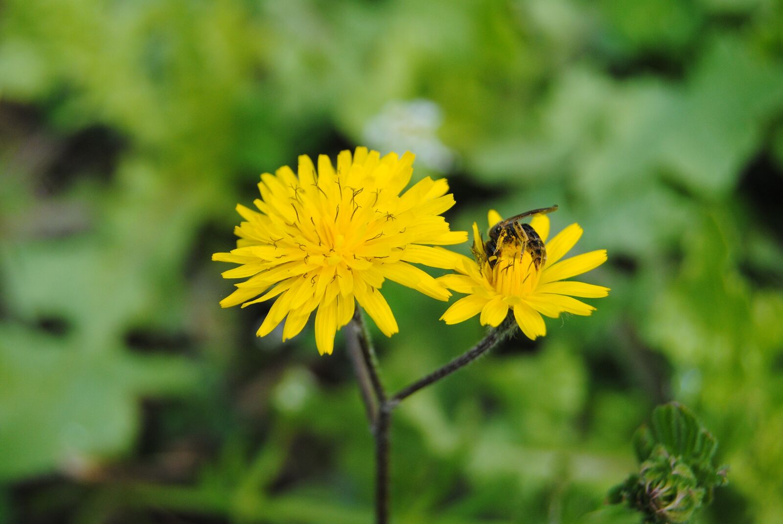 Nikon D3000 sample photo. Blooming, bee, natural photography