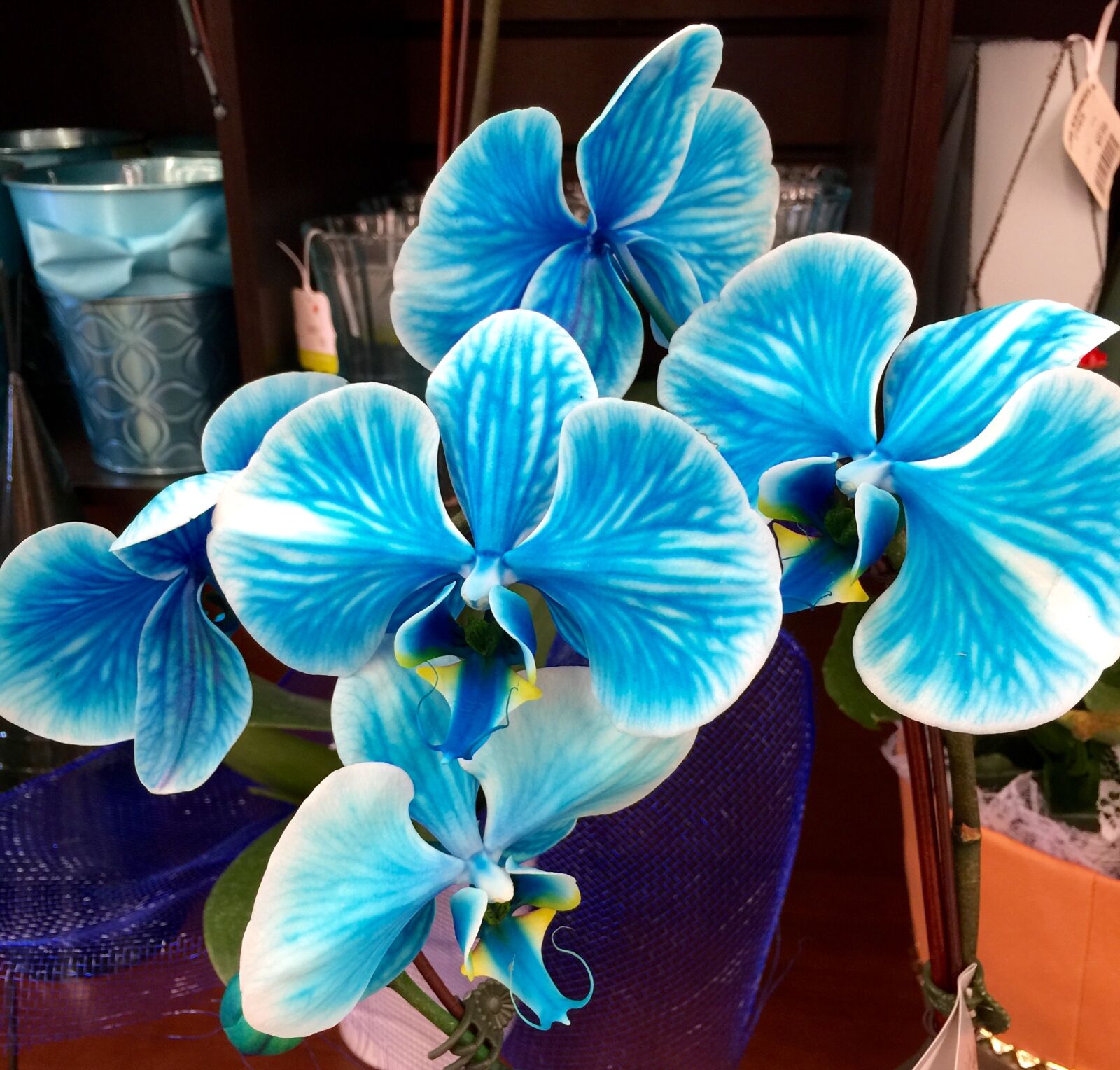 iPhone 6 Plus back camera 4.15mm f/2.2 sample photo. Bloom, blossom, blue, blue photography