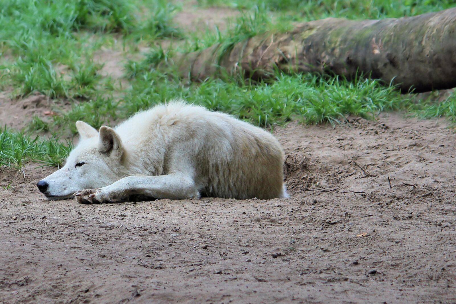 Canon EF-S 55-250mm F4-5.6 IS II sample photo. Wolf, predator, animal world photography