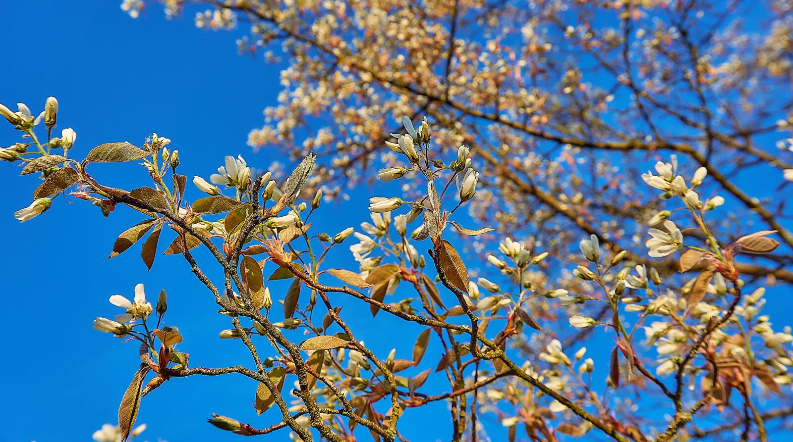 Sony a6000 sample photo. Copper rock pear, flowers photography