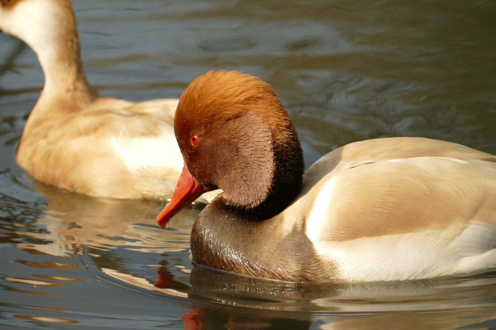 Panasonic Lumix DMC-FZ1000 sample photo. Duck, red crested pochard photography
