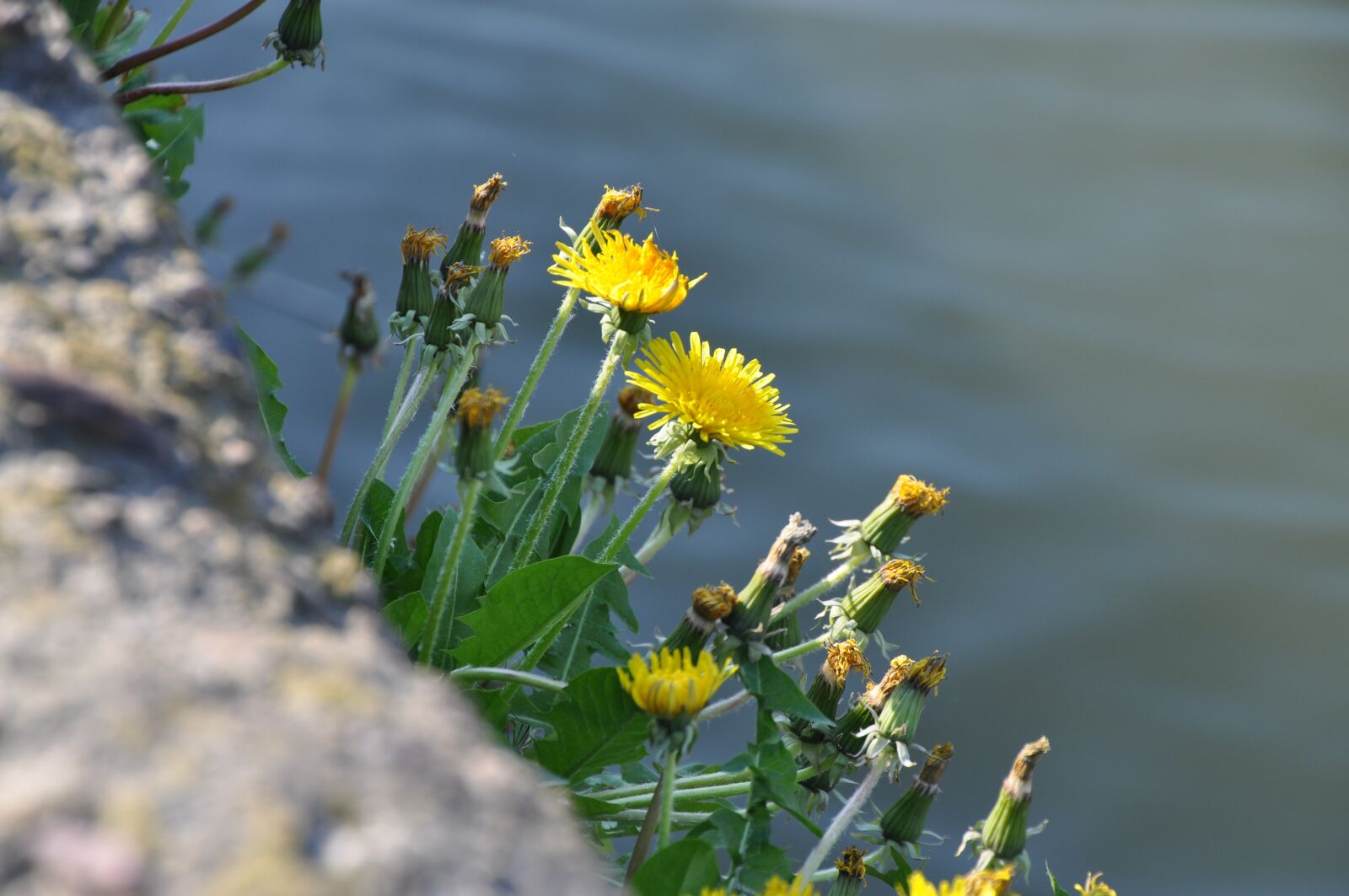 Nikon D5000 sample photo. Blossom, bloom, dandelion photography