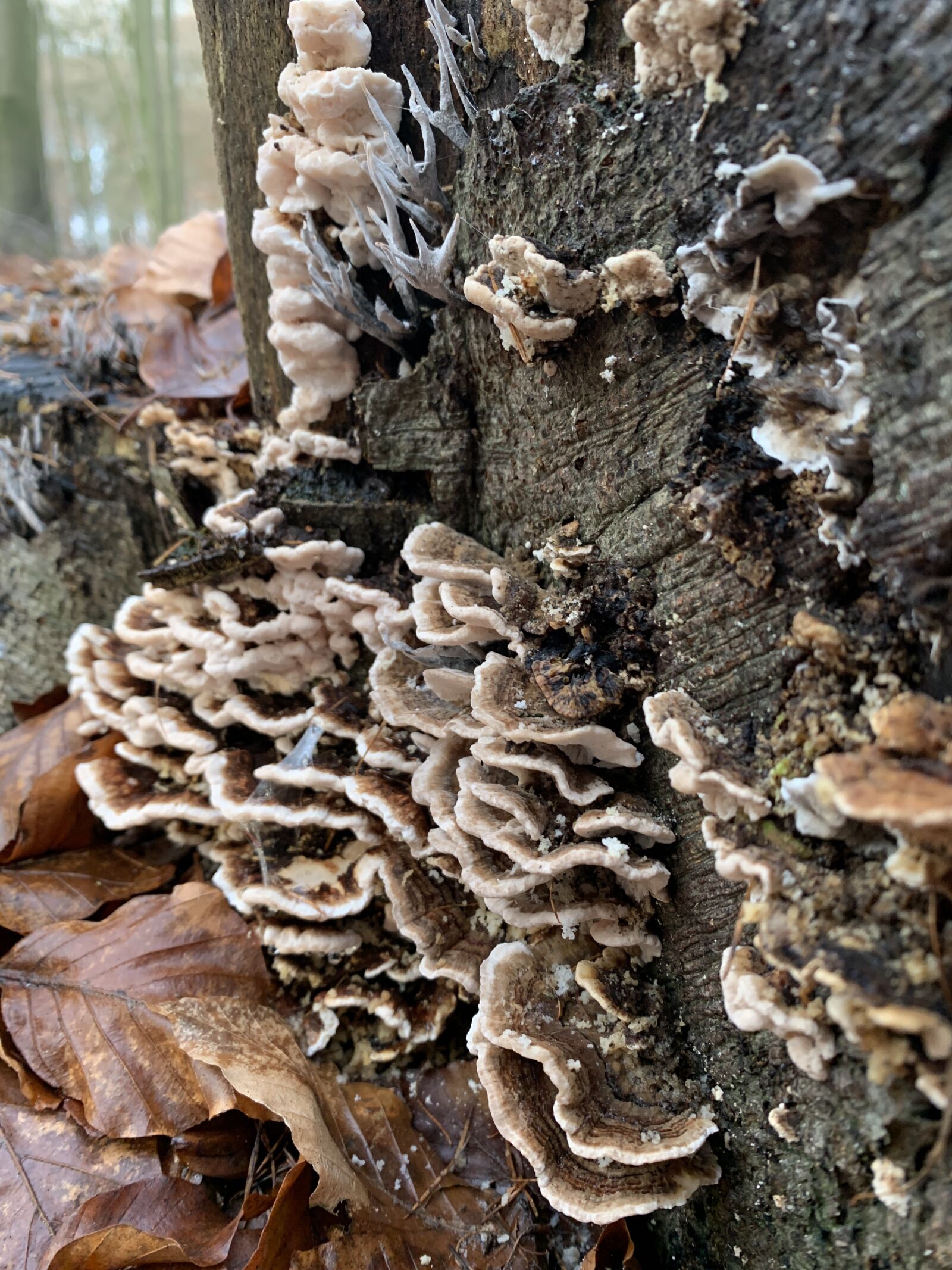 Apple iPhone XR sample photo. Bark, mushroom, forest photography