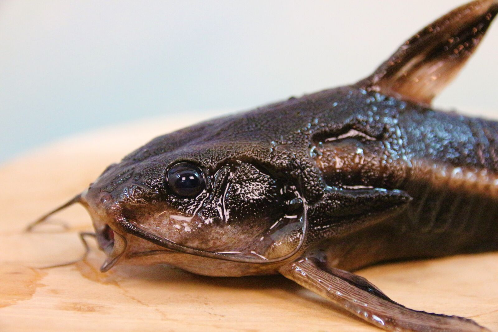 Canon EOS 700D (EOS Rebel T5i / EOS Kiss X7i) sample photo. Line of thorny catfish photography