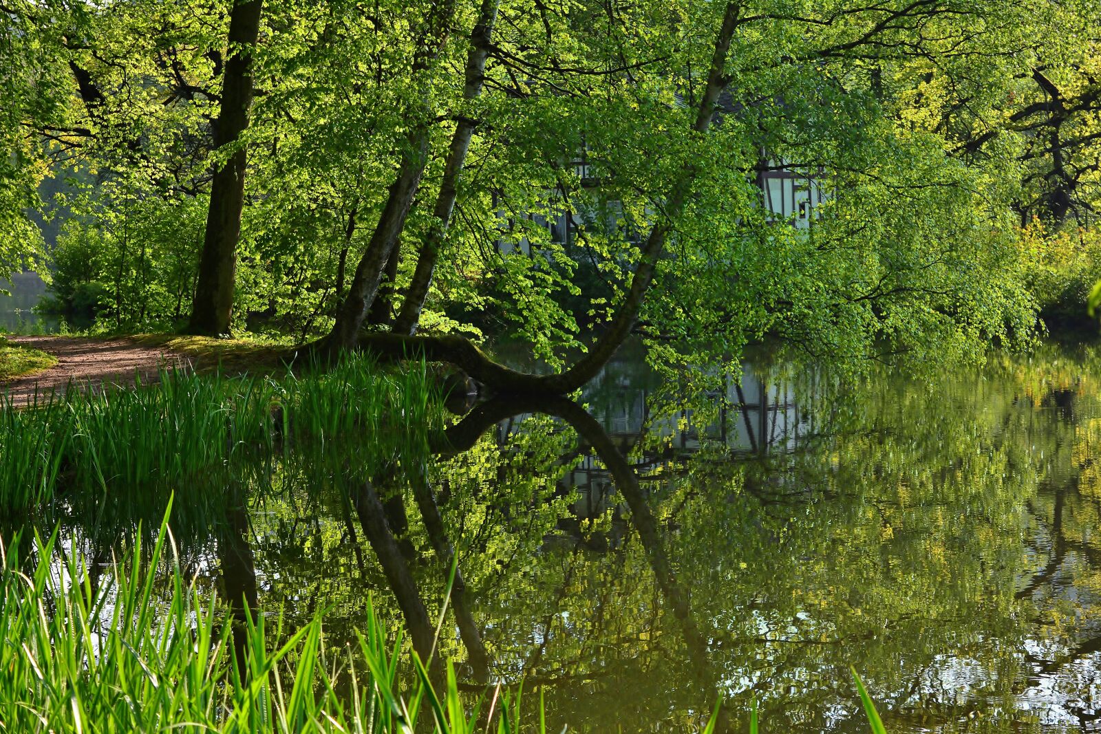 Nikon D5200 sample photo. Tree, mirroring, lake photography