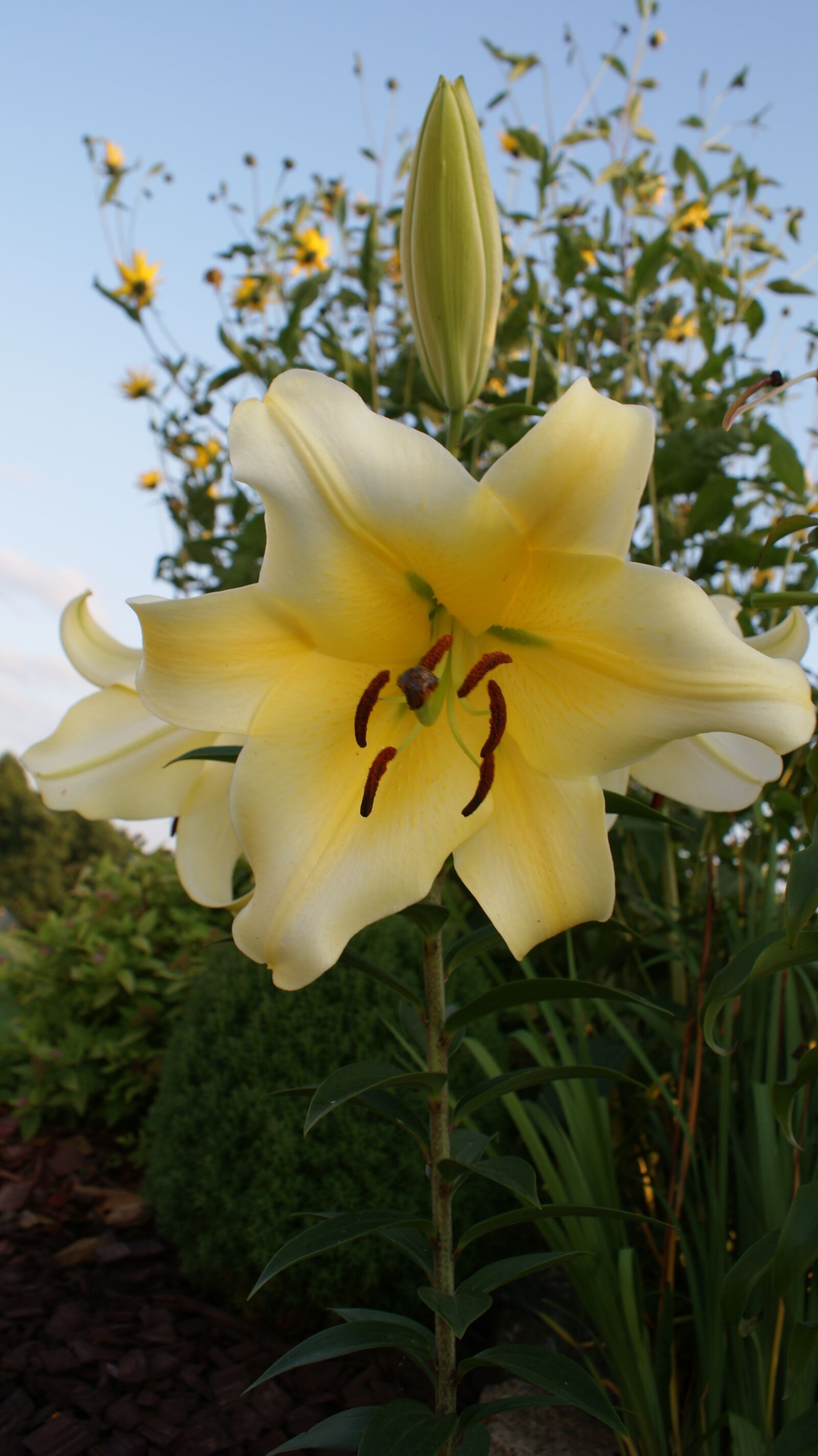 Sony Alpha DSLR-A300 sample photo. Lily, white flower, sky photography