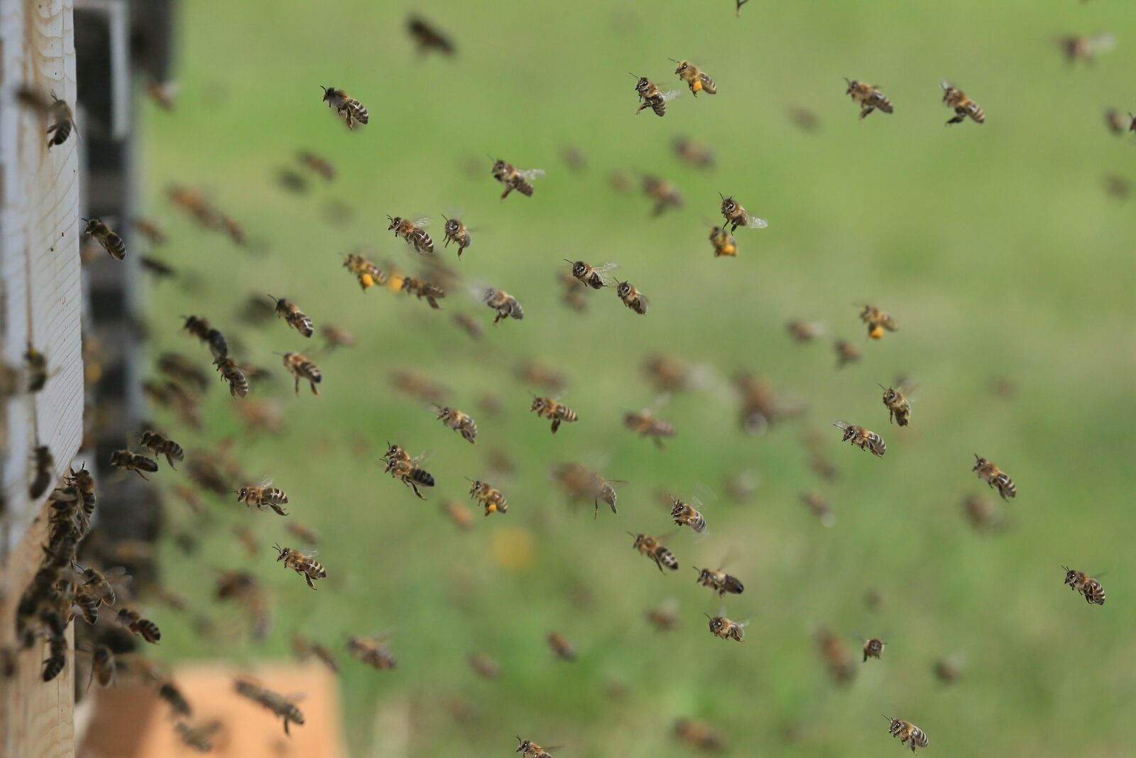 Canon EOS 5D Mark III sample photo. Bees, hive, beehive photography