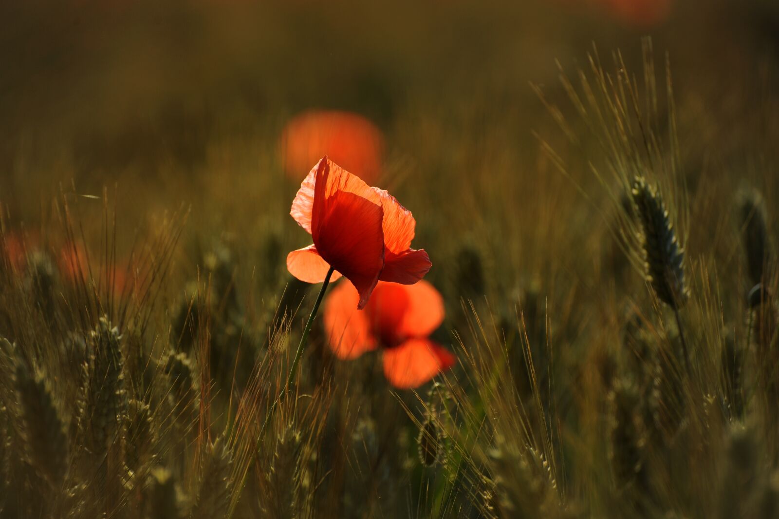 Nikon D700 sample photo. Poppy, poppies, nature photography