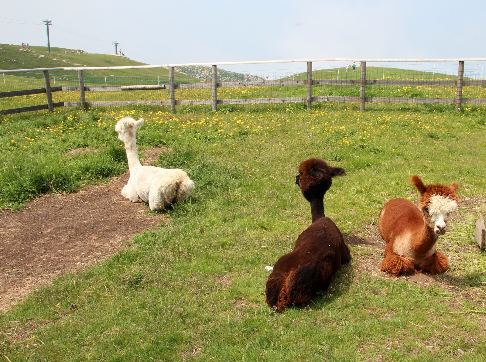 Canon EOS 600D (Rebel EOS T3i / EOS Kiss X5) sample photo. Alpaca, lama, animal photography
