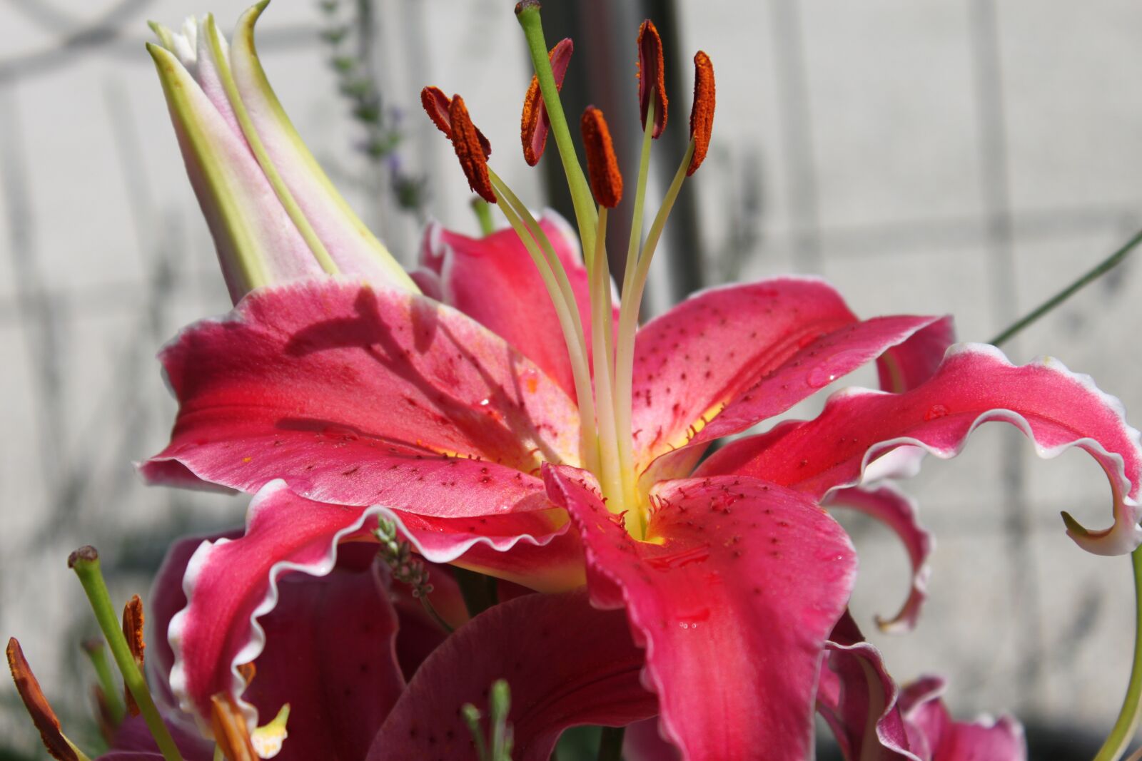 Canon EOS 500D (EOS Rebel T1i / EOS Kiss X3) sample photo. Blossom, bloom, plant photography