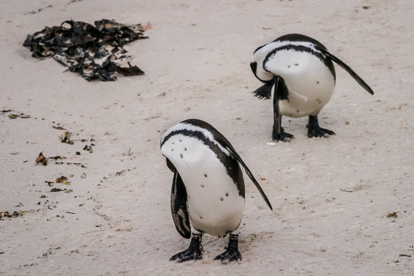 Canon EOS 10D sample photo. Penguin, coordination, synchronization photography