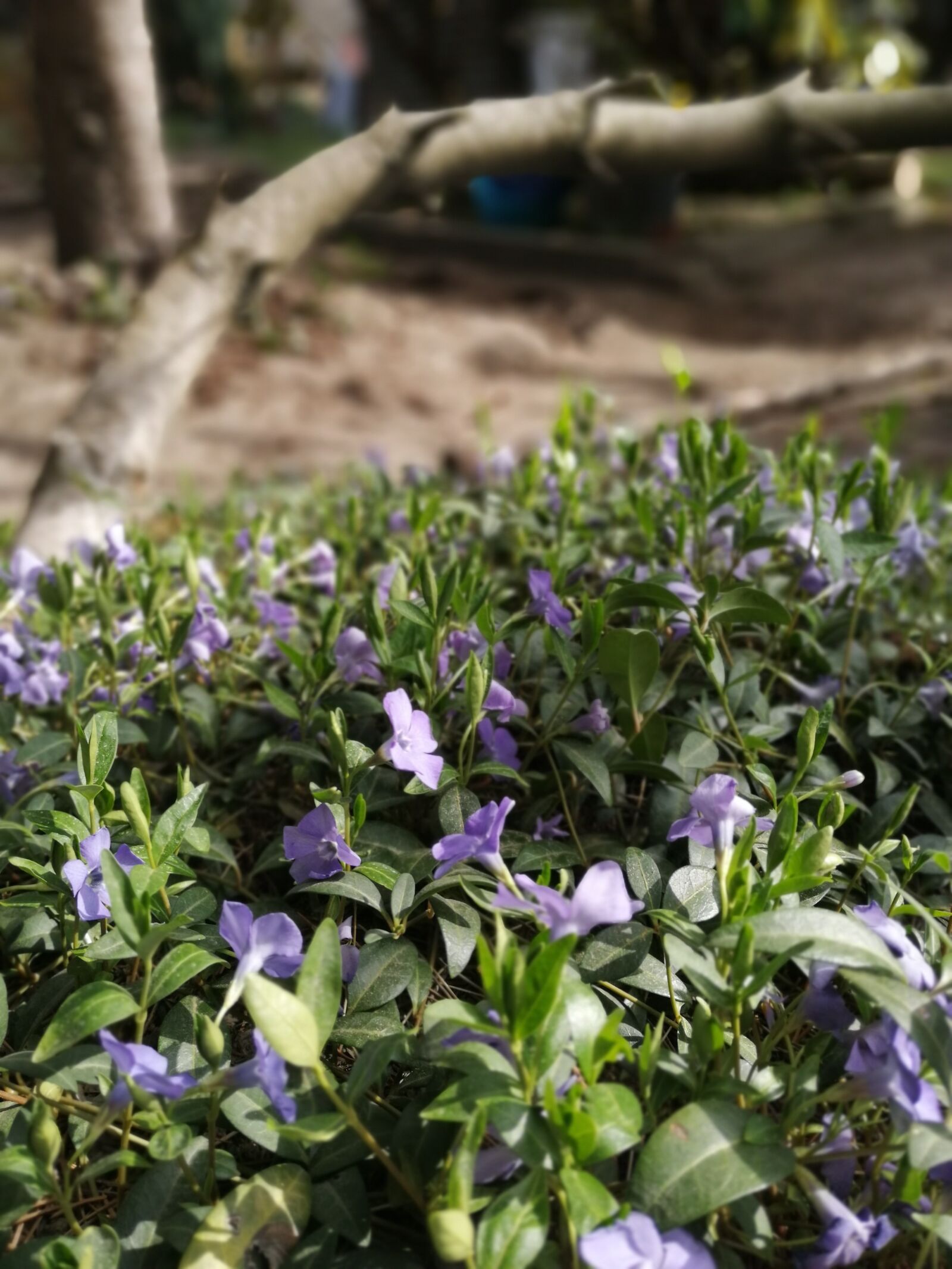 HUAWEI SNE-LX1 sample photo. Garden, flower, violet photography