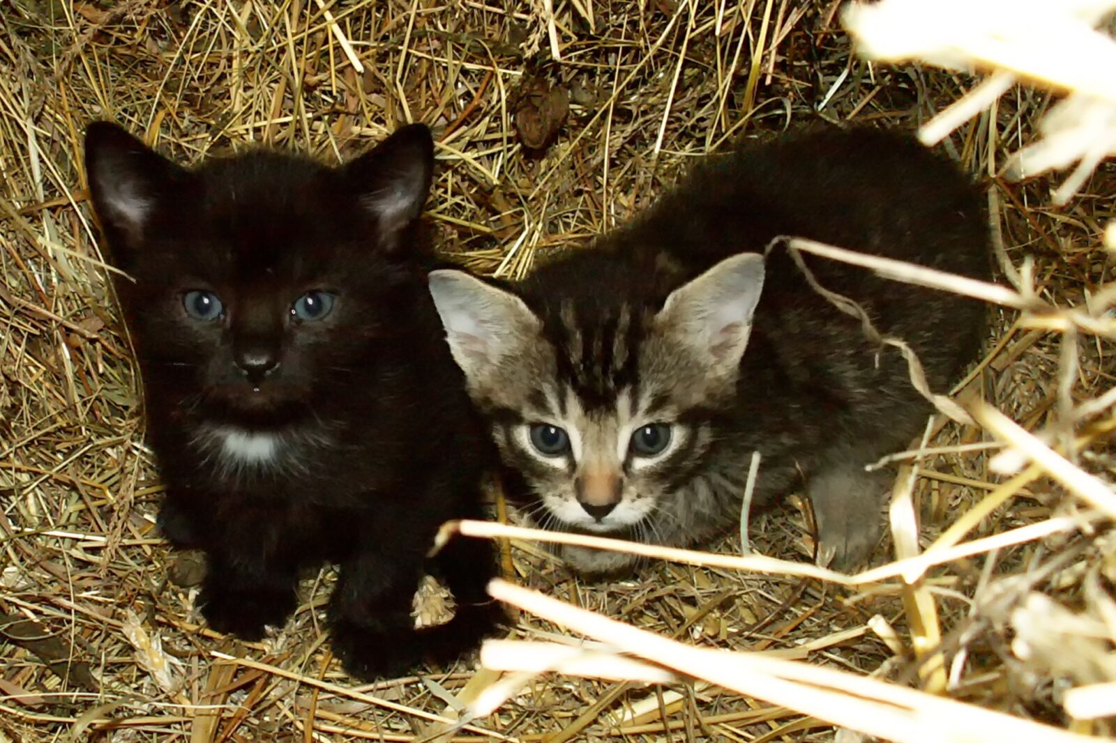 KONICA MINOLTA DiMAGE Z3 sample photo. Cat babies, brothers and photography