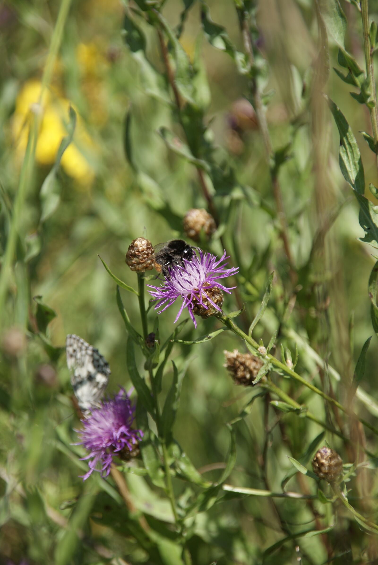 Sony Alpha DSLR-A230 sample photo. Nature, flowers, sun photography