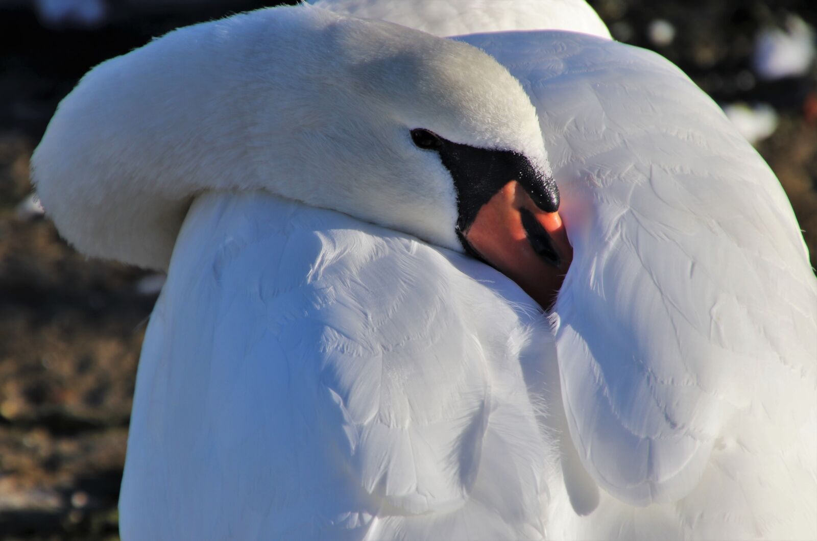 Canon EOS 80D sample photo. Plumage, pen, swan photography