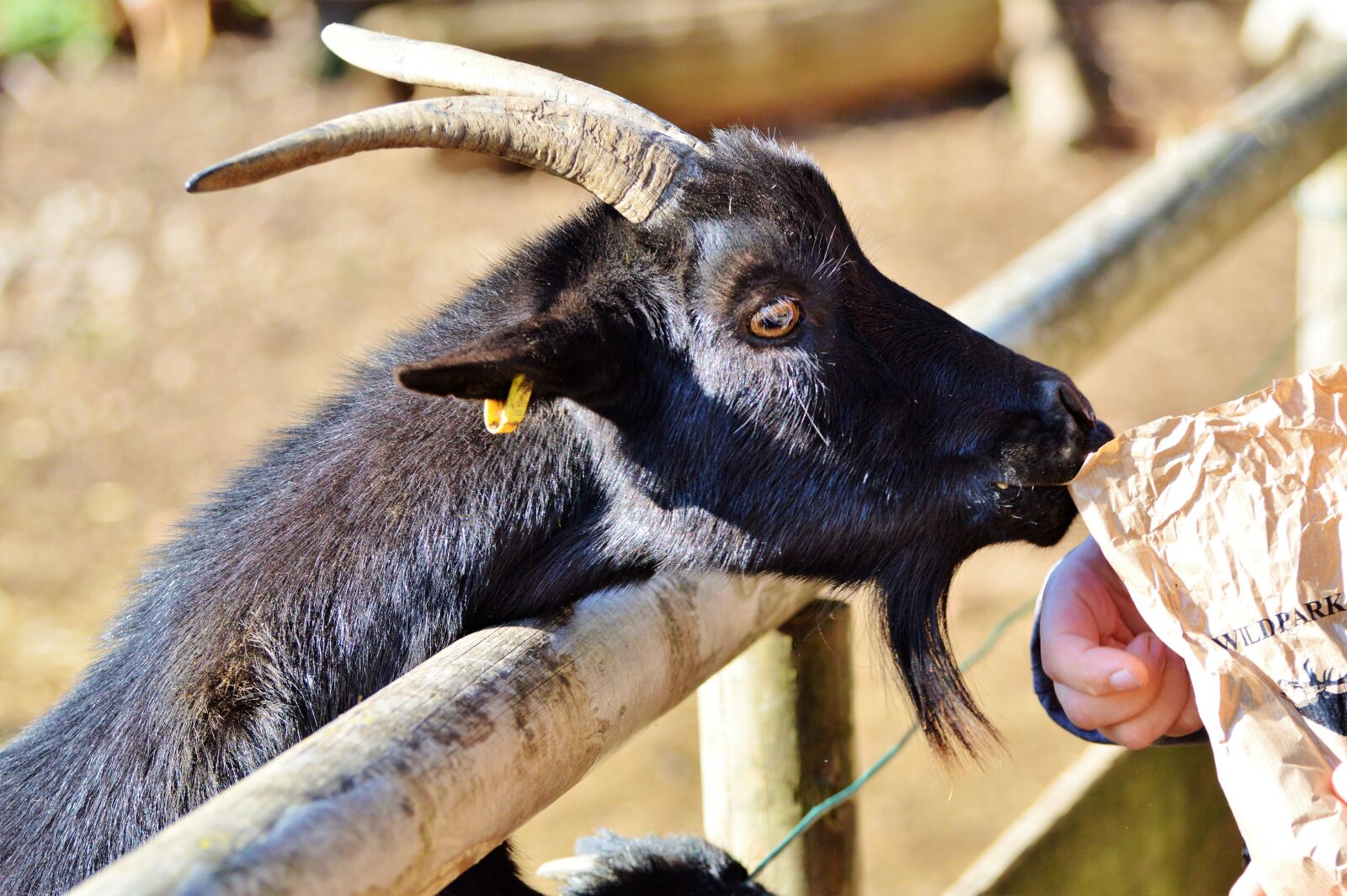 Nikon D3200 sample photo. Goat, wild goat, horns photography