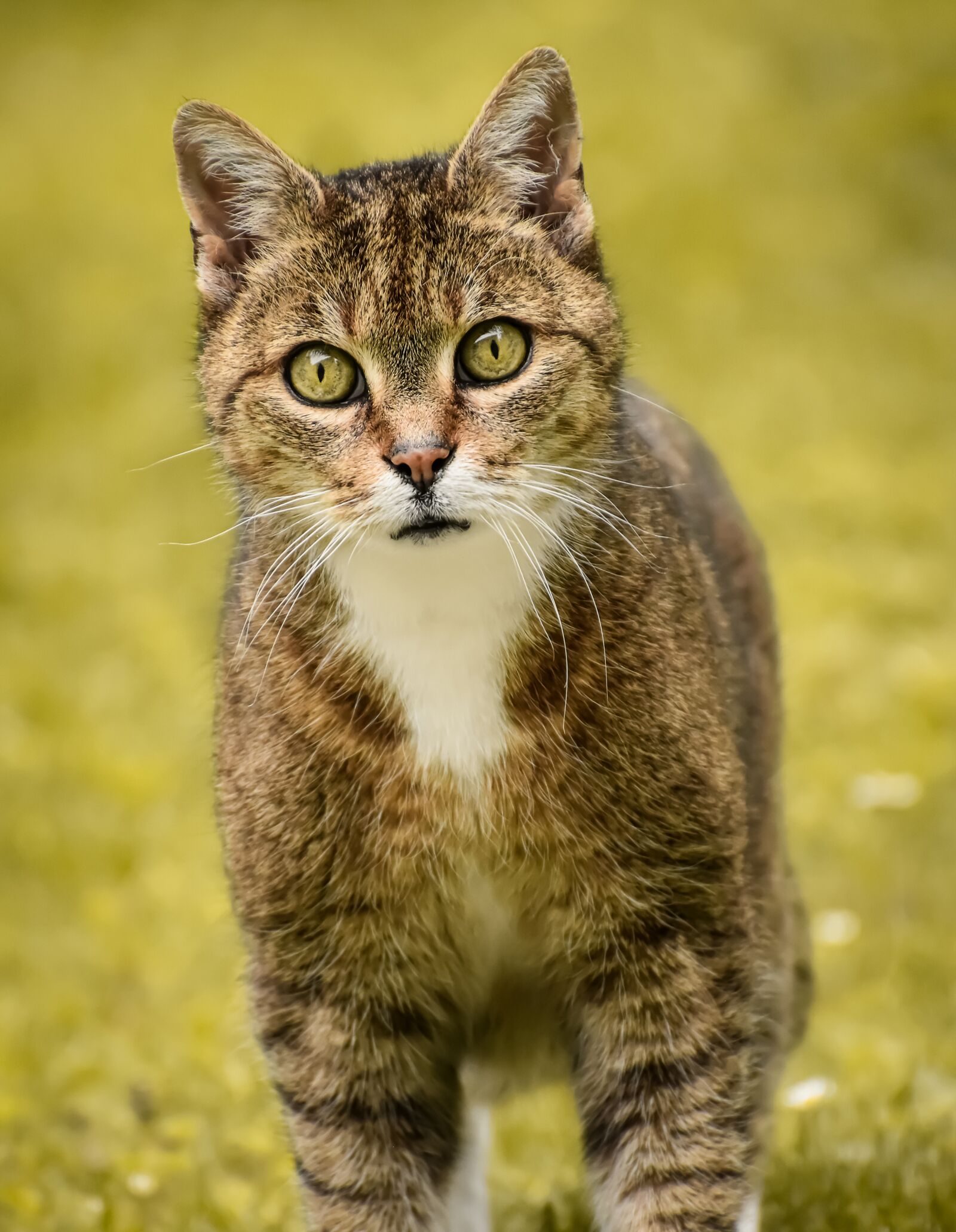 Nikon D7200 sample photo. Cat, pet, animal photography