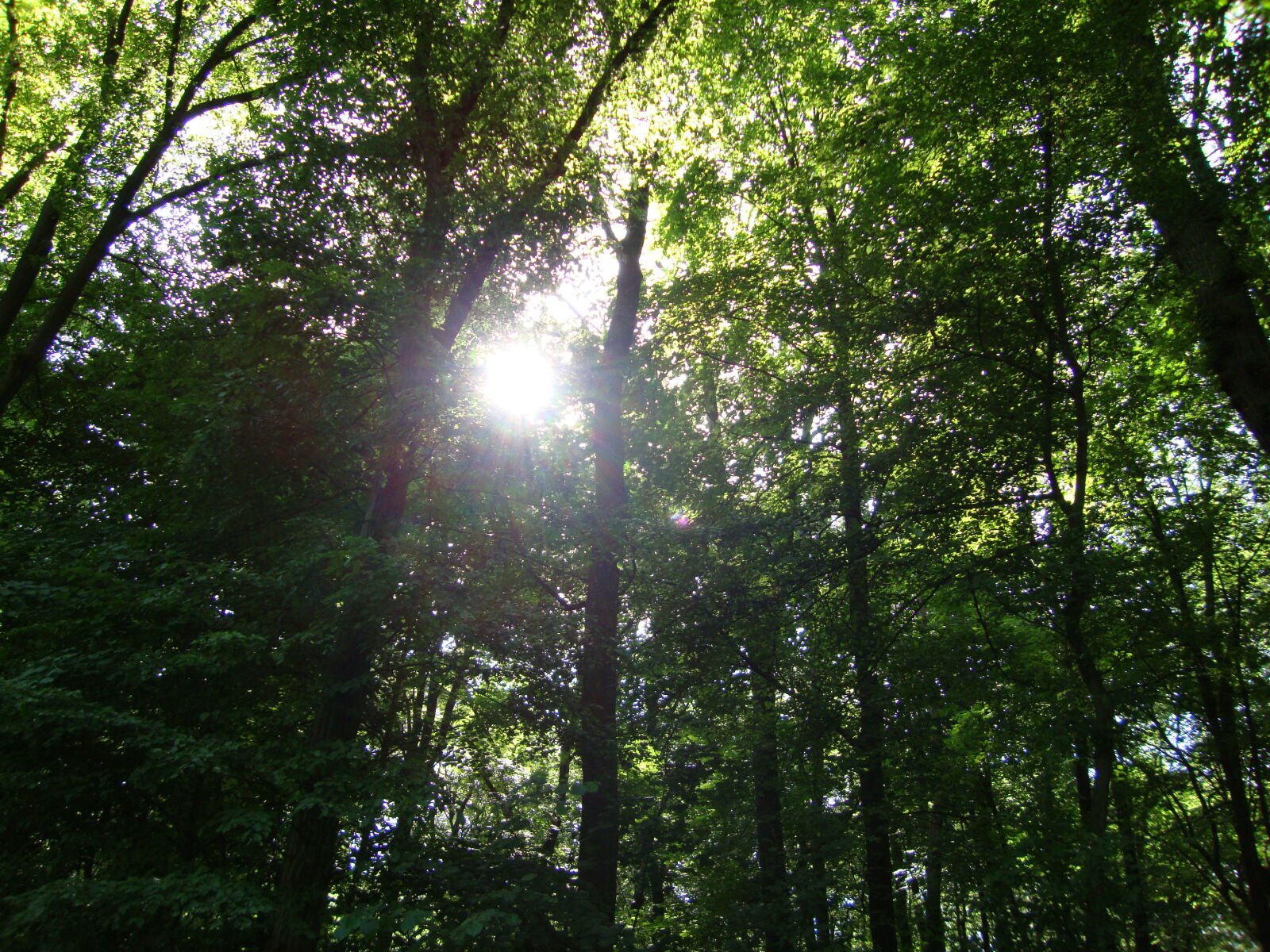 Sony Cyber-shot DSC-W220 sample photo. Mothernature, nature, tree, tree photography