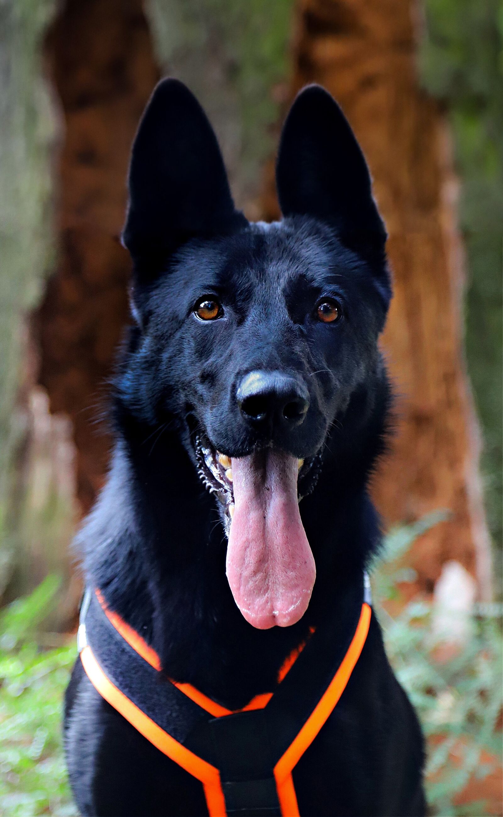Canon EOS 6D Mark II sample photo. German shepherd, dog, black photography