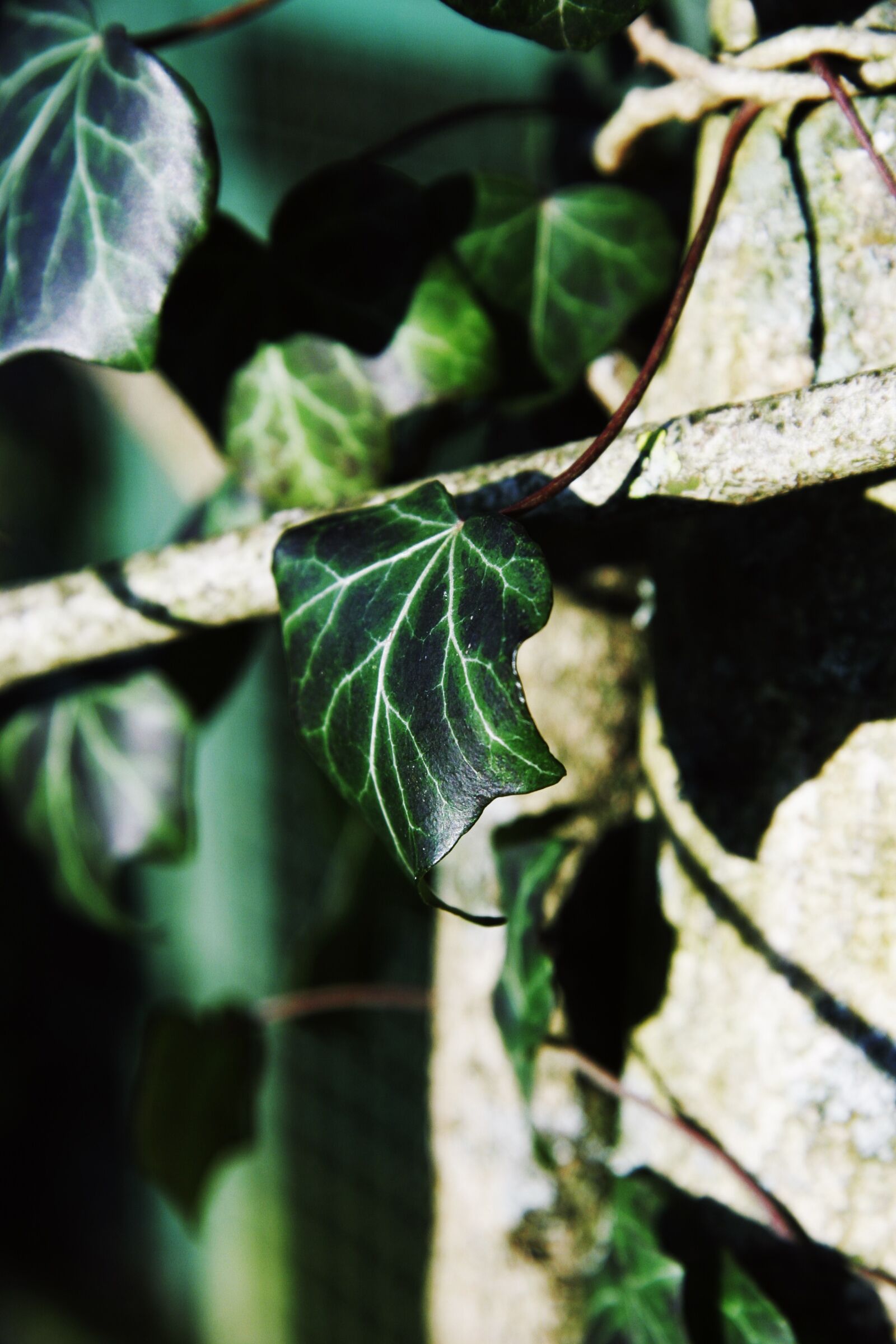 Canon EOS 20D sample photo. Ivy, sunshine, shadow photography