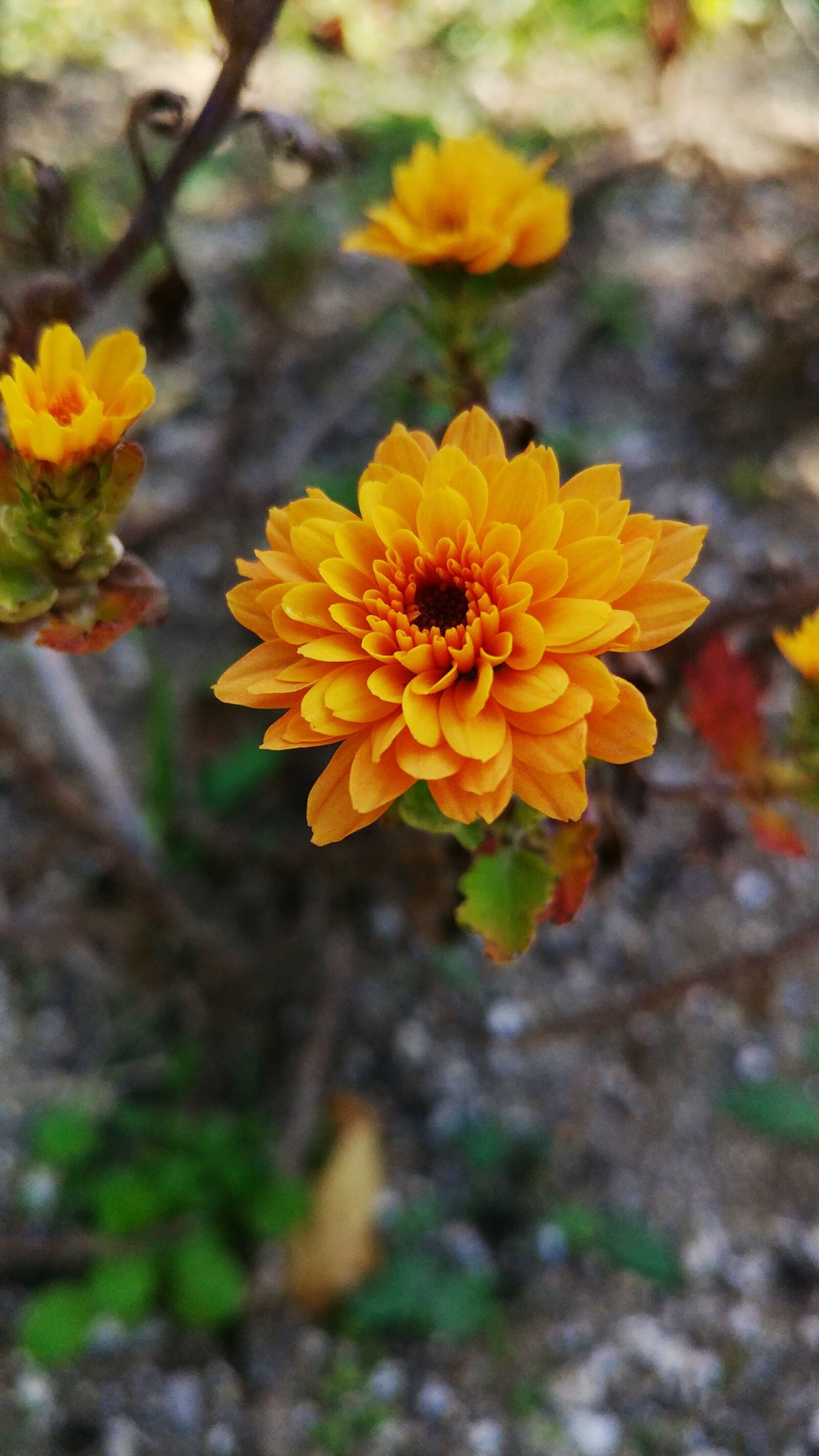LG V20 sample photo. Flowers, wildflower photography