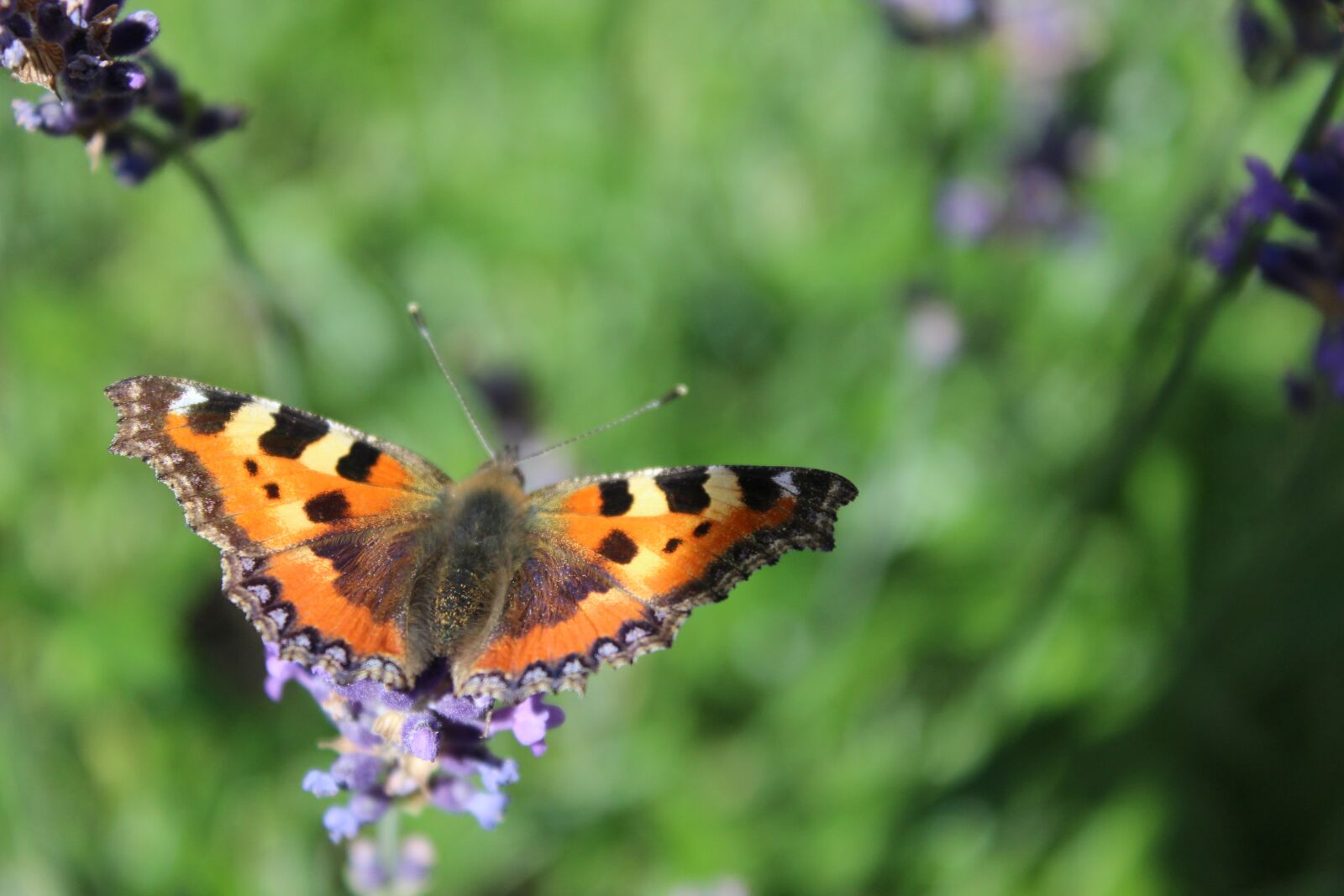 Canon EOS 600D (Rebel EOS T3i / EOS Kiss X5) sample photo. Butterfly, little fox, lavender photography