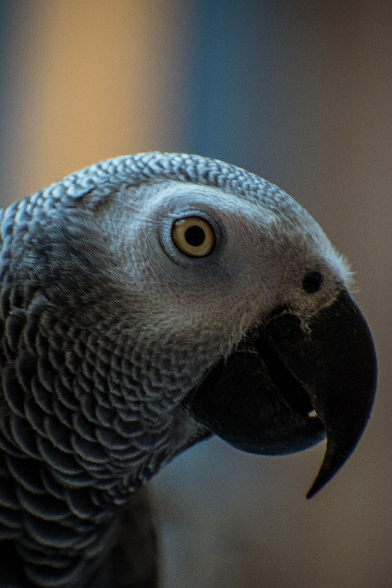 Nikon D3500 sample photo. Gray parrot, parrot, bird photography