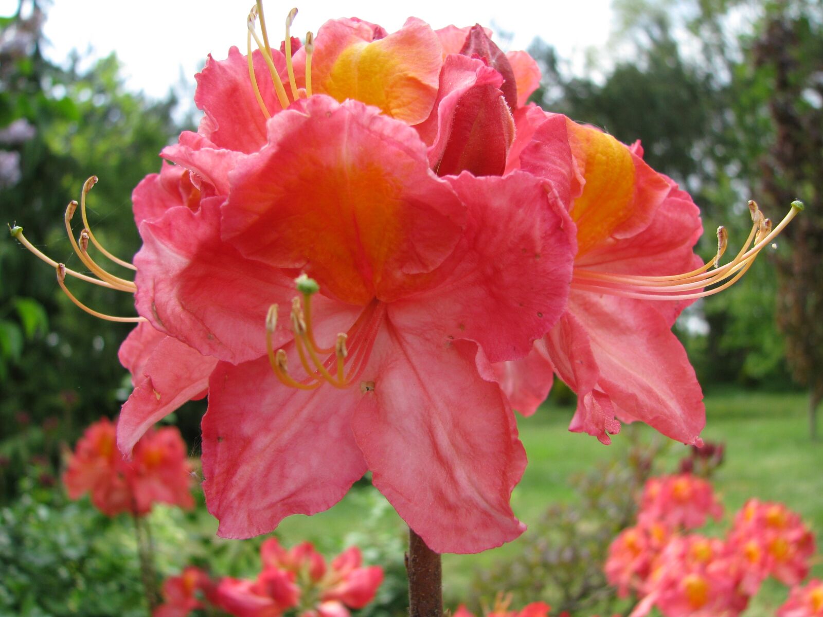 Canon POWERSHOT S5 IS sample photo. Nature, flower, plant photography