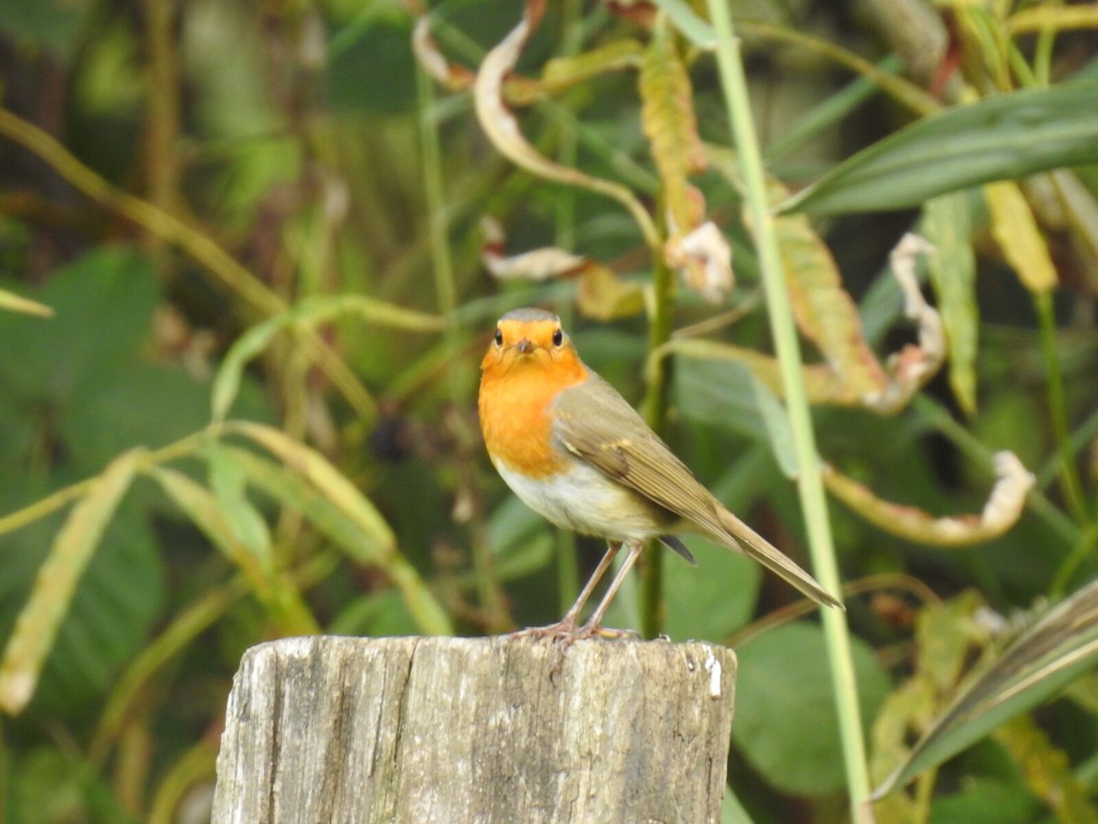 Nikon Coolpix P900 sample photo. Birds, robin, cute photography