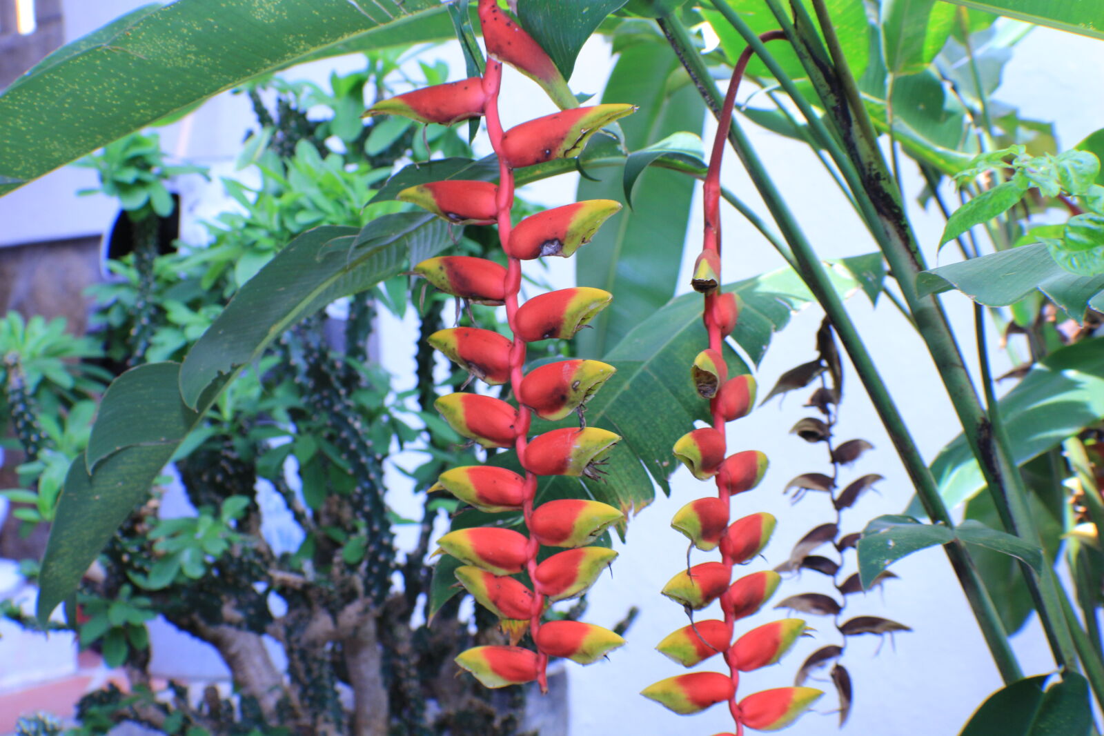 Canon EOS 100D (EOS Rebel SL1 / EOS Kiss X7) sample photo. Beautiful, flowers photography