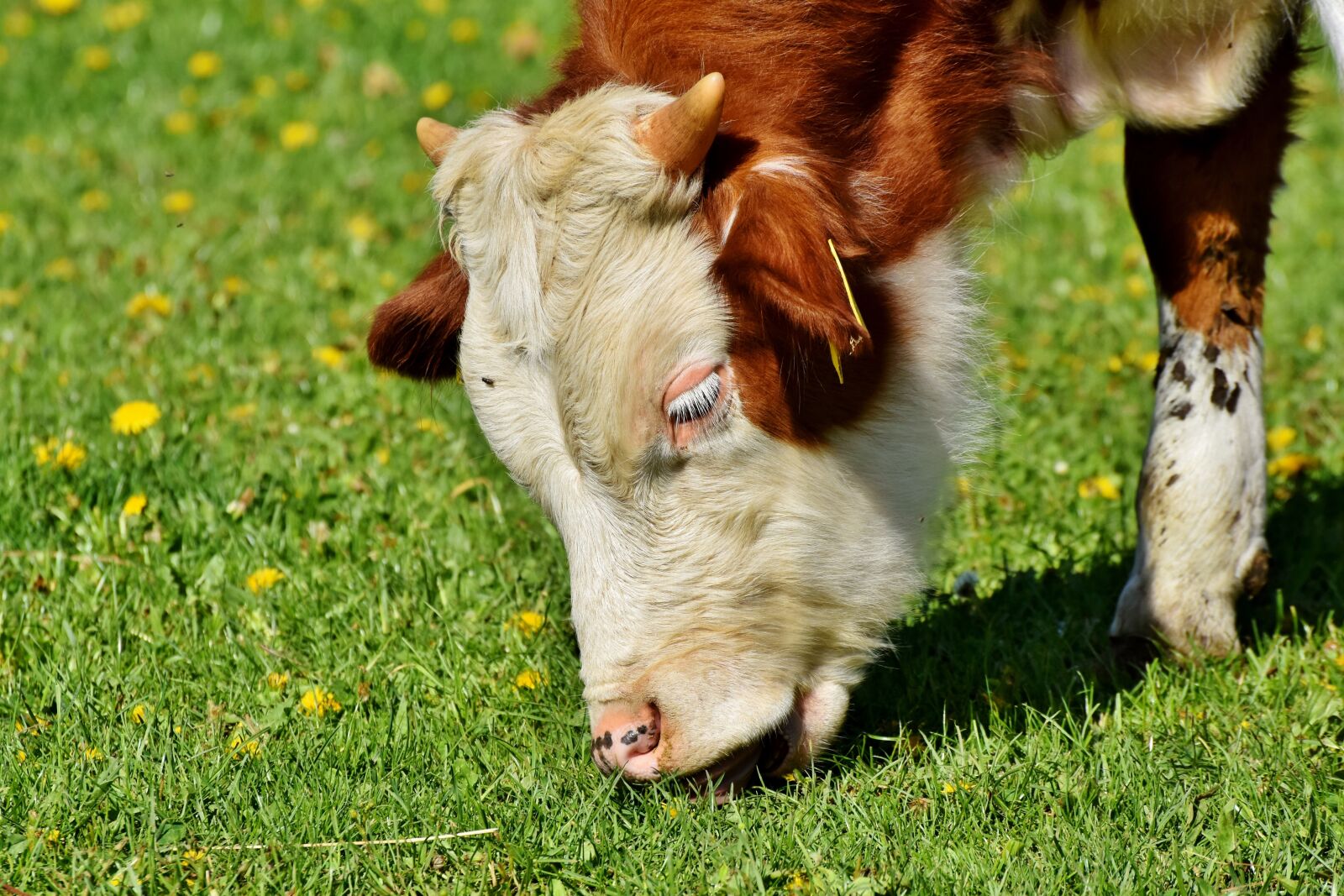 Nikon D7200 sample photo. Cow, beef, pasture photography