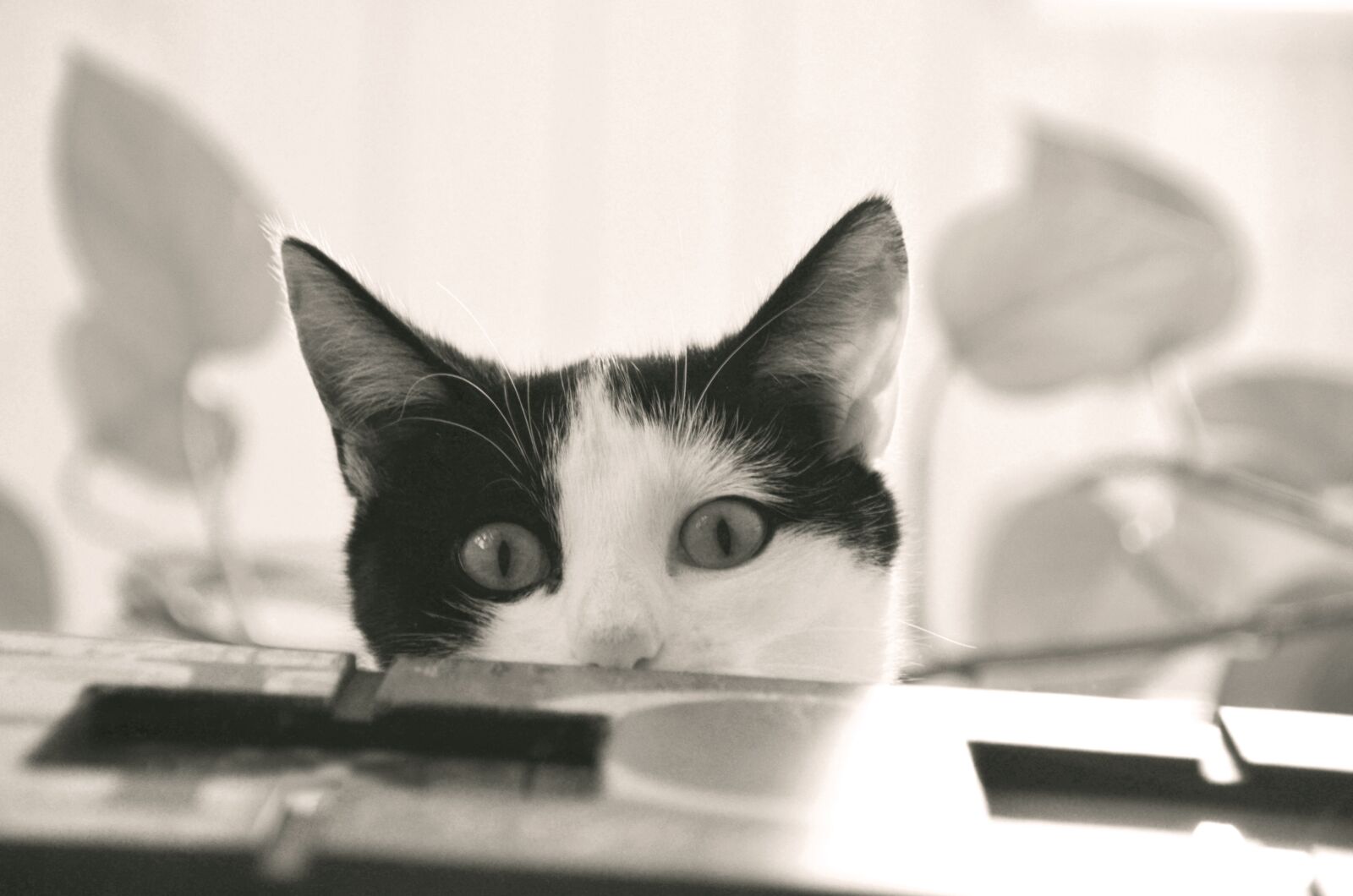 Nikon D5100 sample photo. Cat, domestic cat, kitten photography
