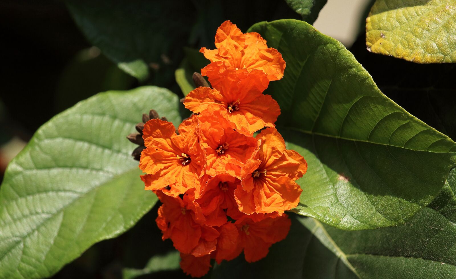 Canon EOS 1200D (EOS Rebel T5 / EOS Kiss X70 / EOS Hi) sample photo. Nature, red, flowers photography