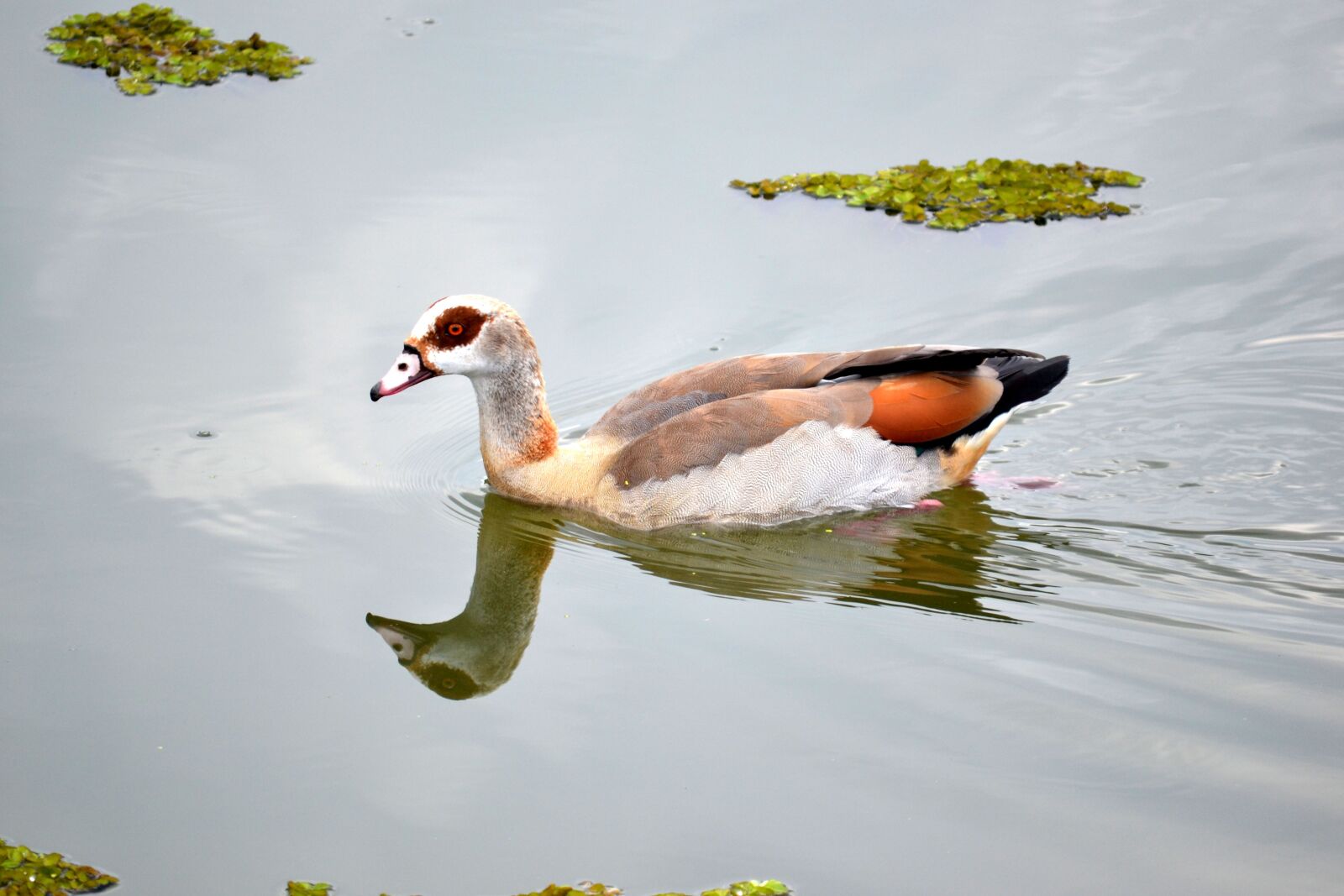 Nikon D3100 sample photo. Duck, bird, swimming photography