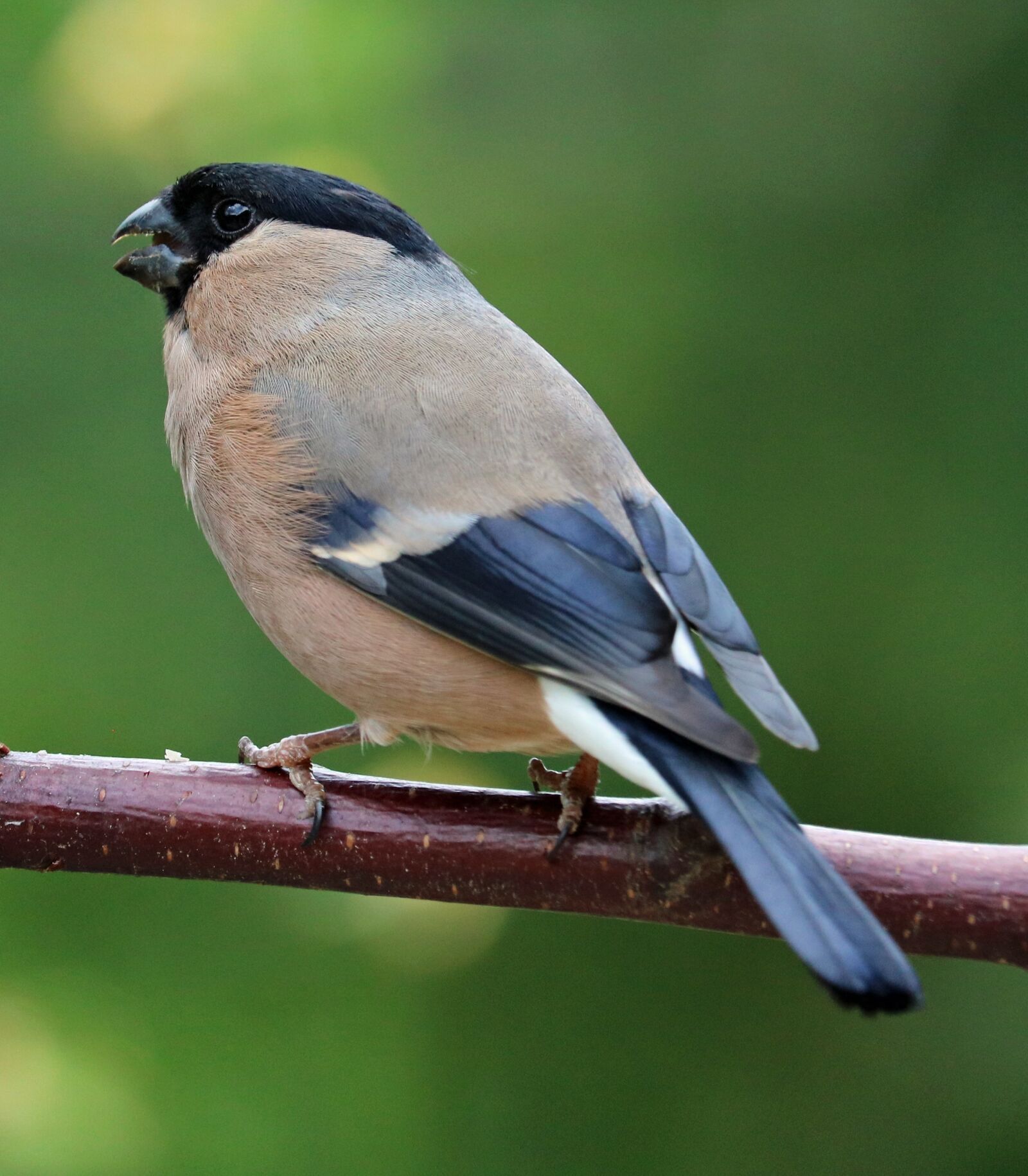 Canon EOS 750D (EOS Rebel T6i / EOS Kiss X8i) sample photo. Bullfinch, song bird, bird photography
