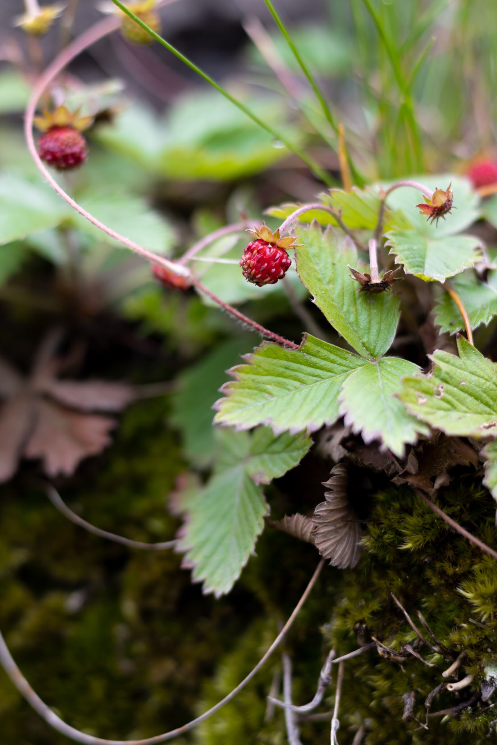 Canon EOS 250D (EOS Rebel SL3 / EOS Kiss X10 / EOS 200D II) + Canon EF 50mm F1.8 STM sample photo. Berry, red berry, wild photography