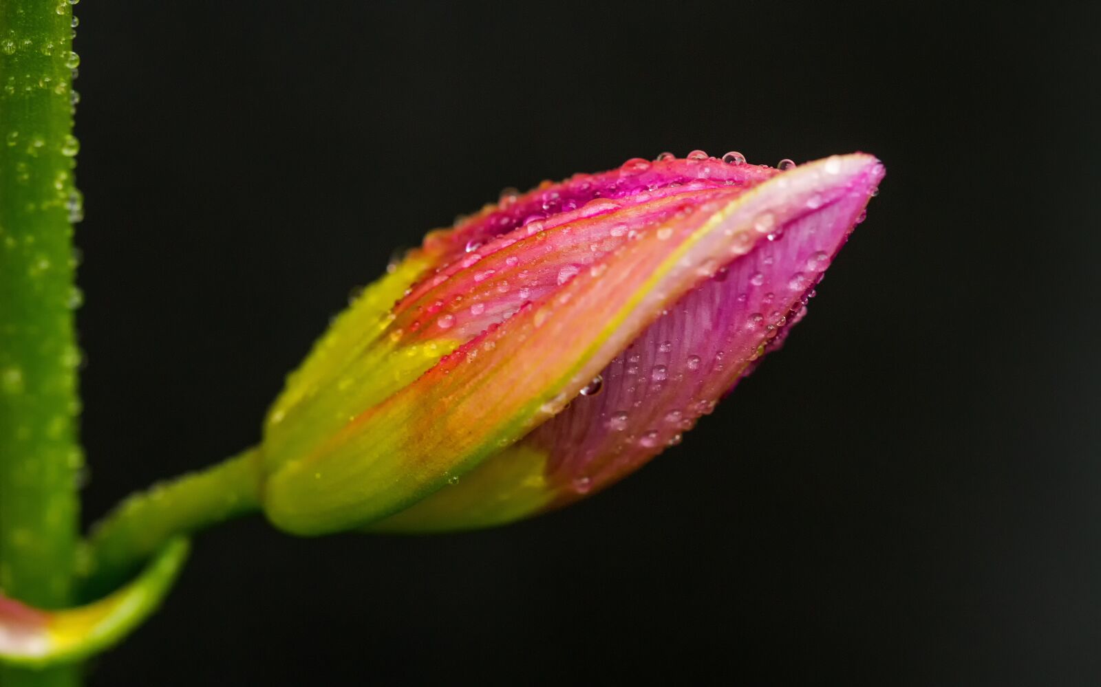 Canon EF 100mm F2.8L Macro IS USM sample photo. Tulip, flower, blossom photography