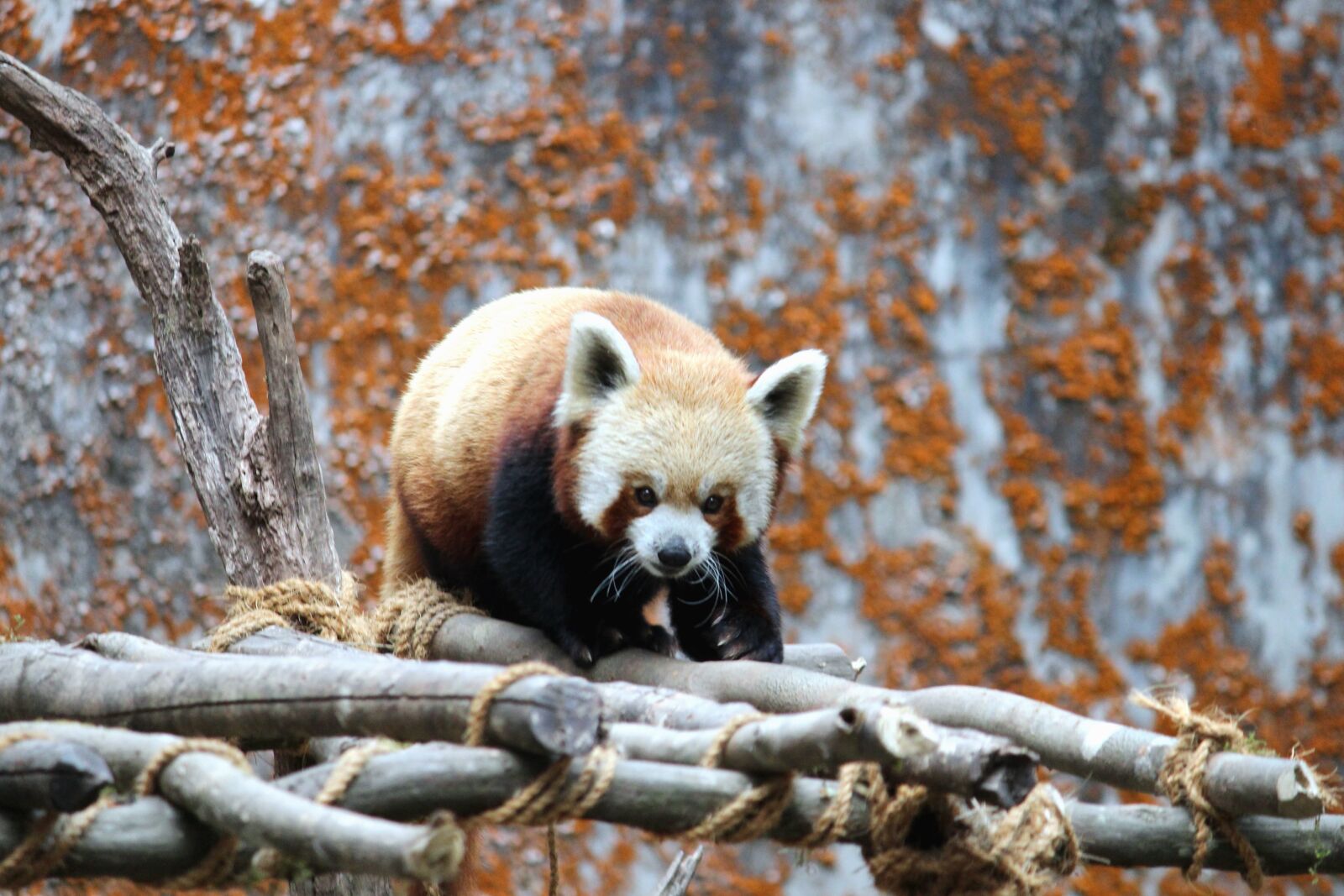 Canon EF-S 55-250mm F4-5.6 IS II sample photo. Panda, tree, wildlife, wood photography