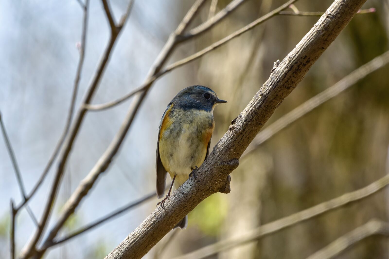 Nikon D7200 sample photo. Animal, forest, wood photography