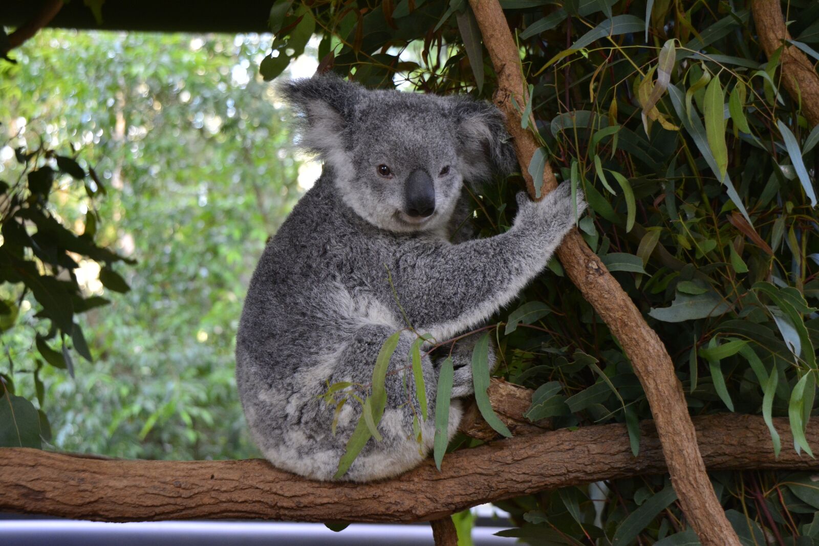 Nikon D5200 sample photo. Australia, koala, brisbane photography
